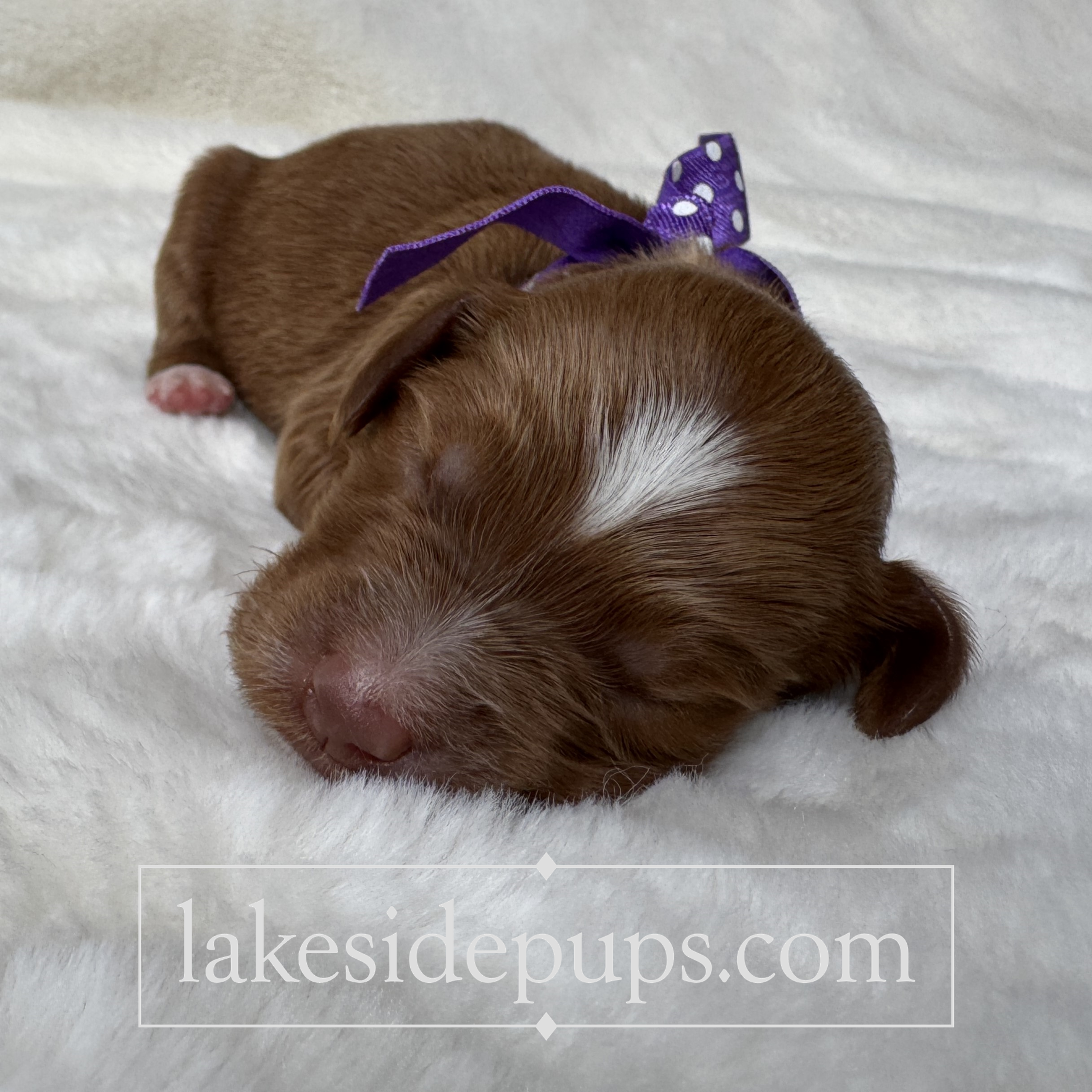 one week old