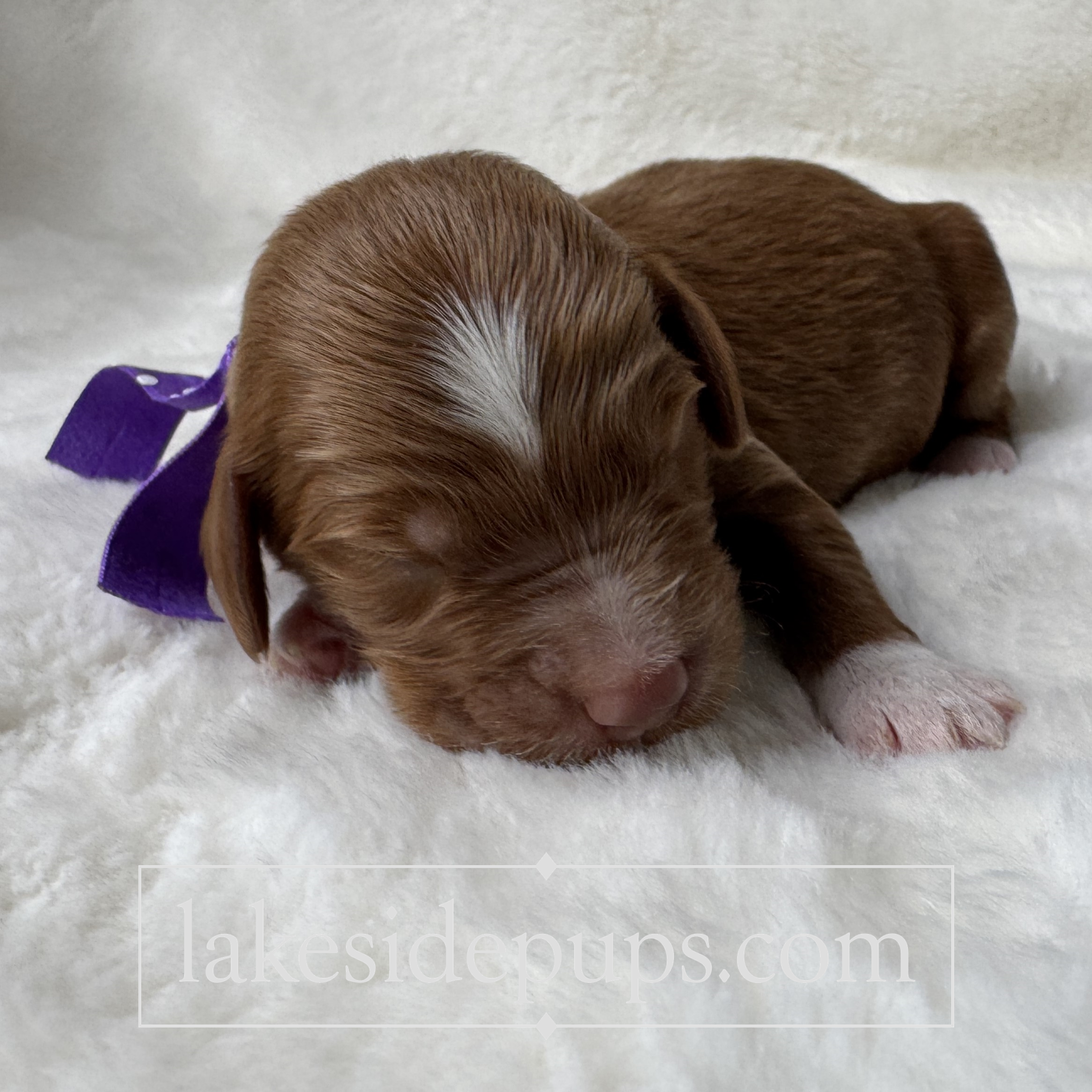 one week old