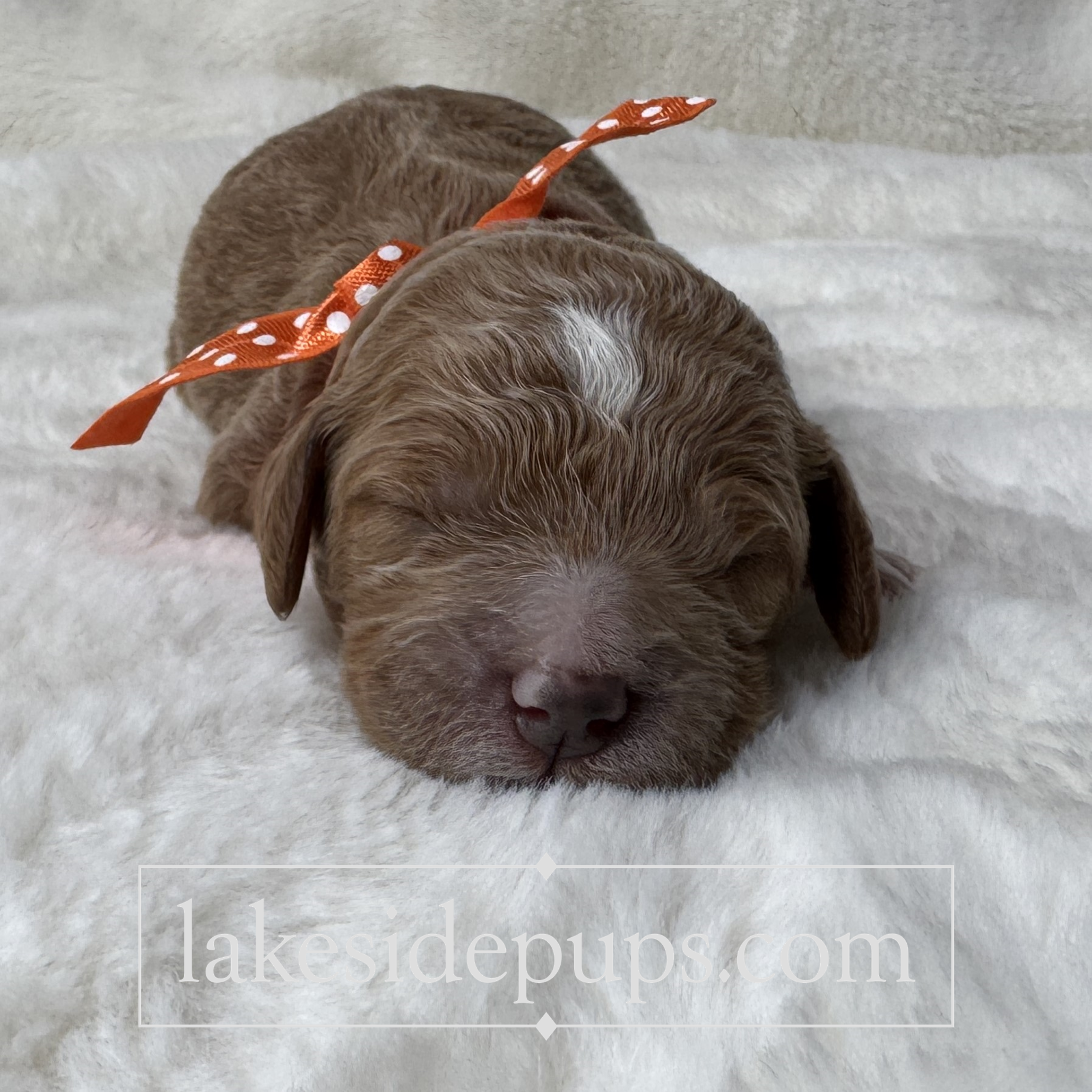 one week old