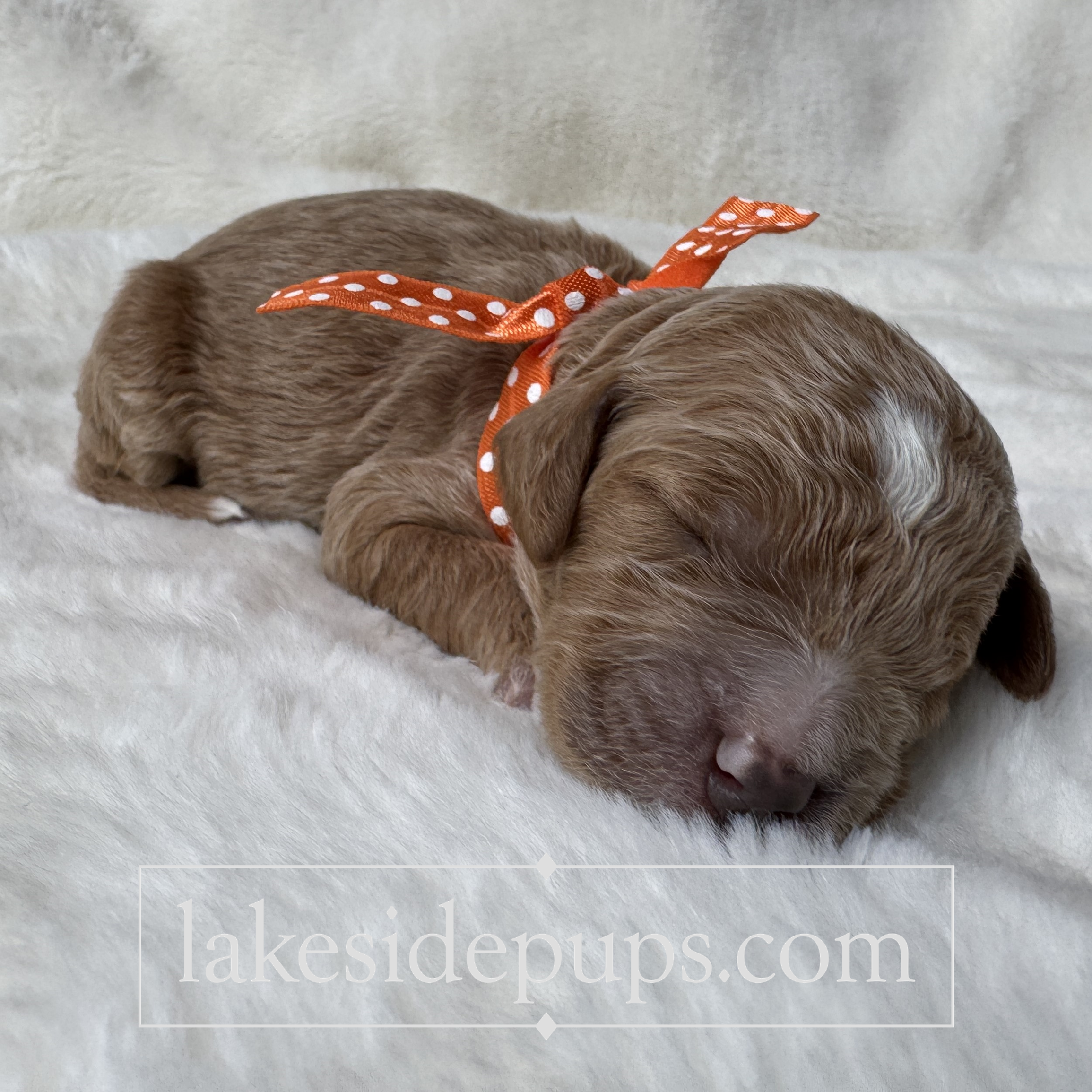 one week old