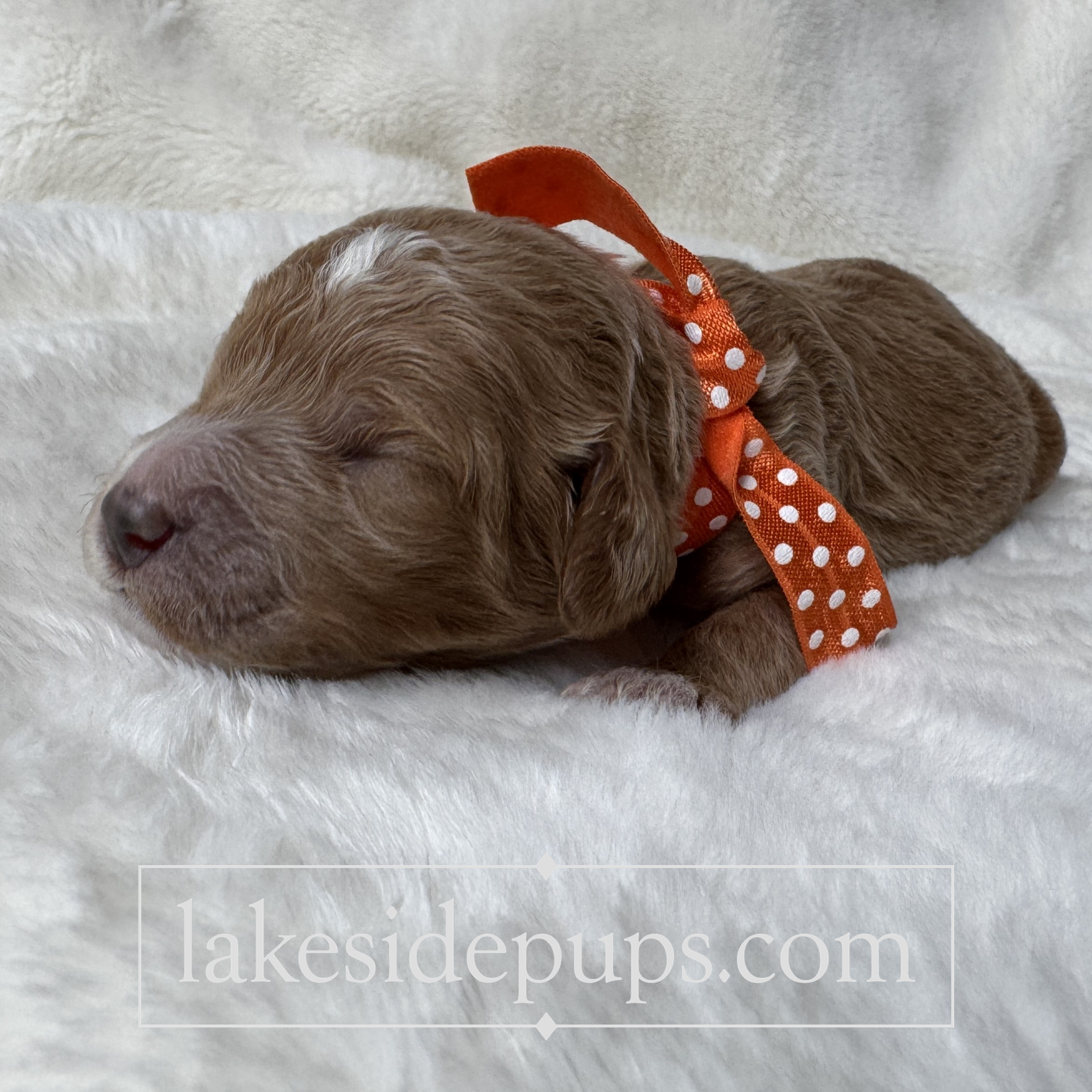one week old