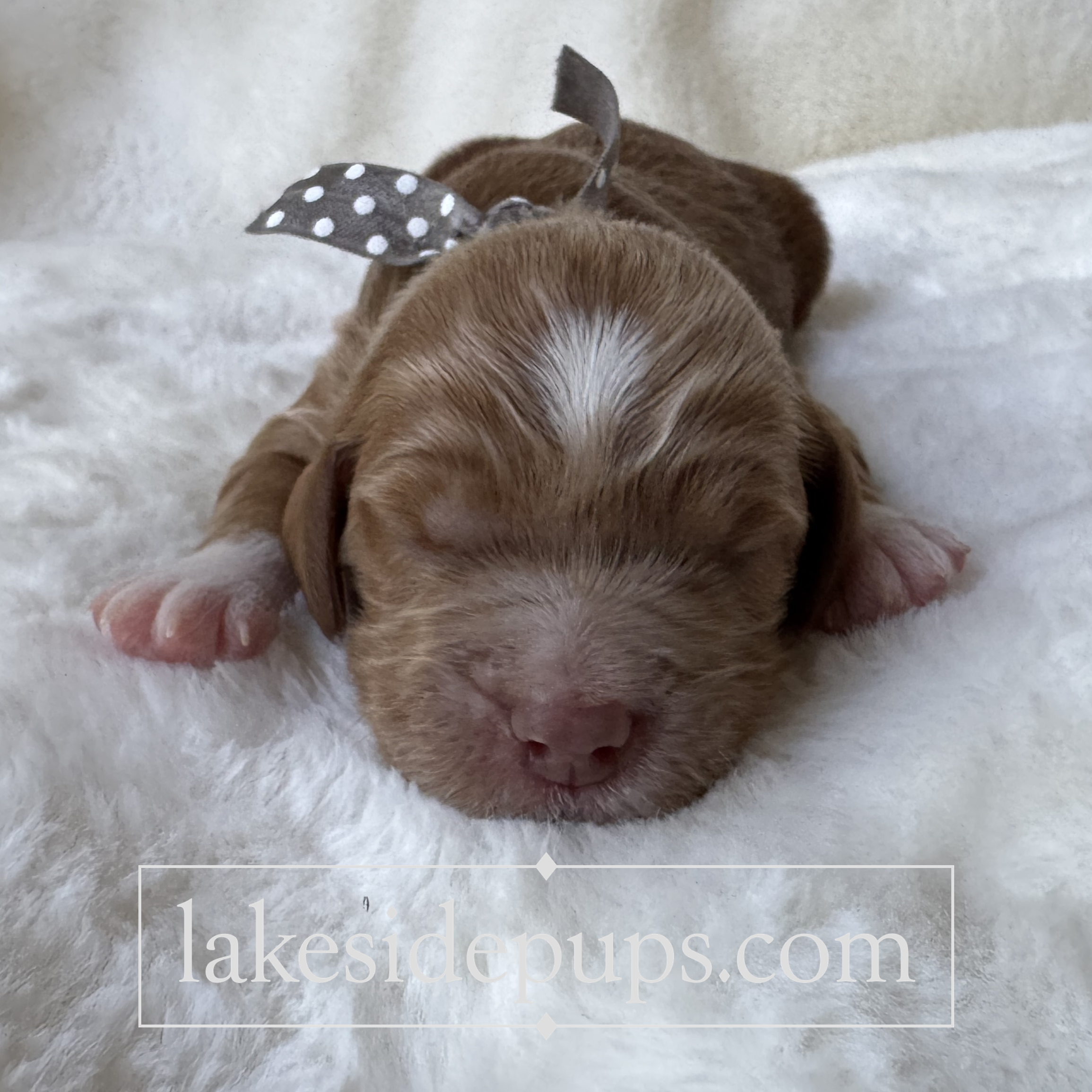 one week old