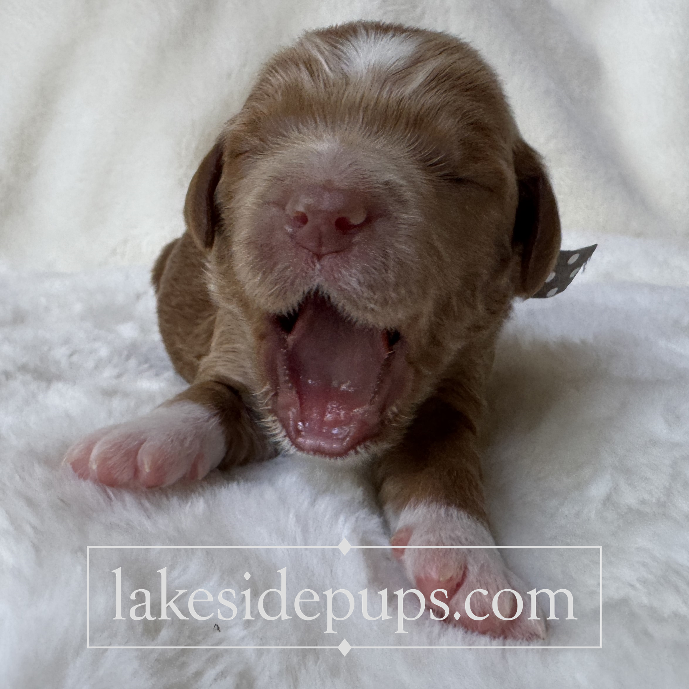 one week old