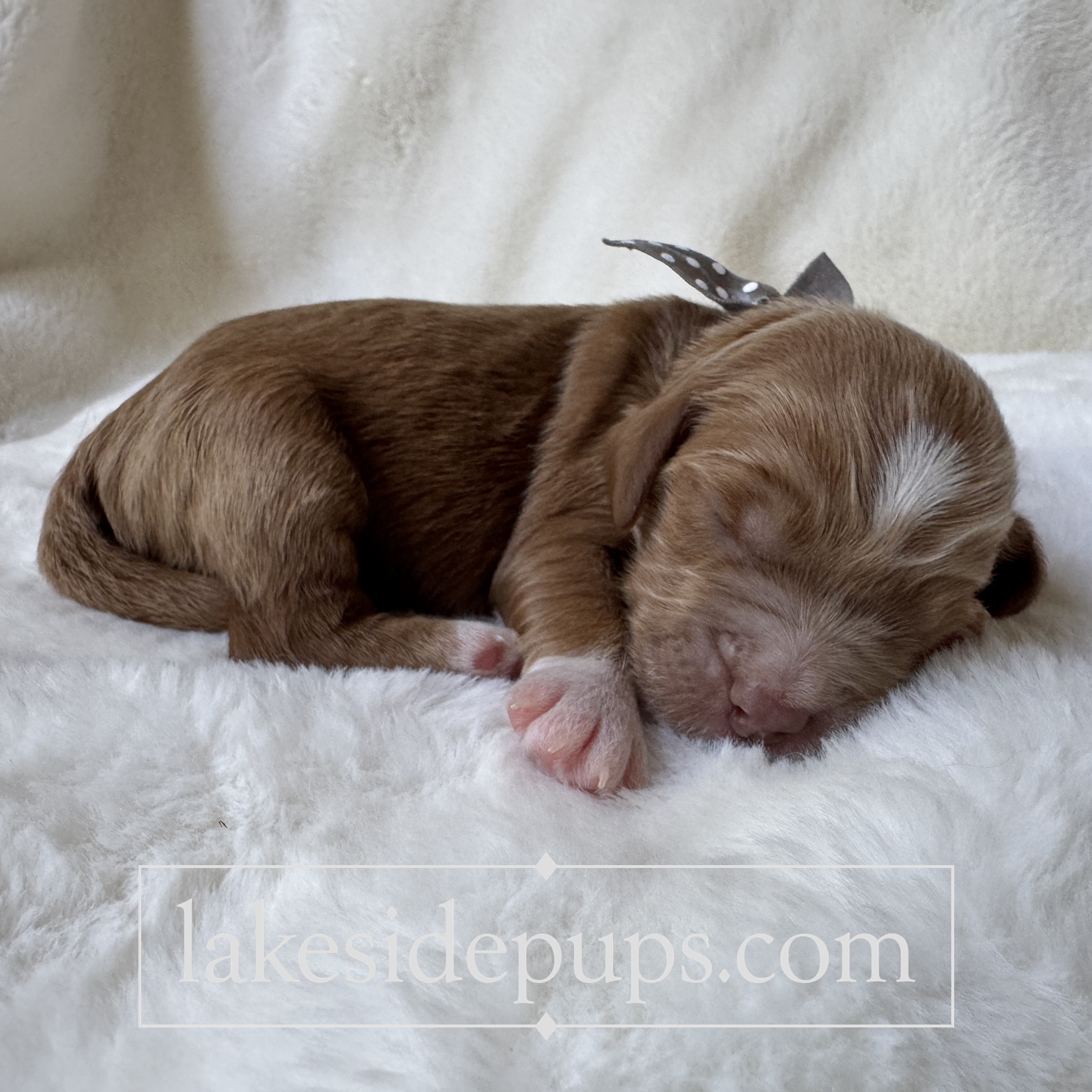one week old