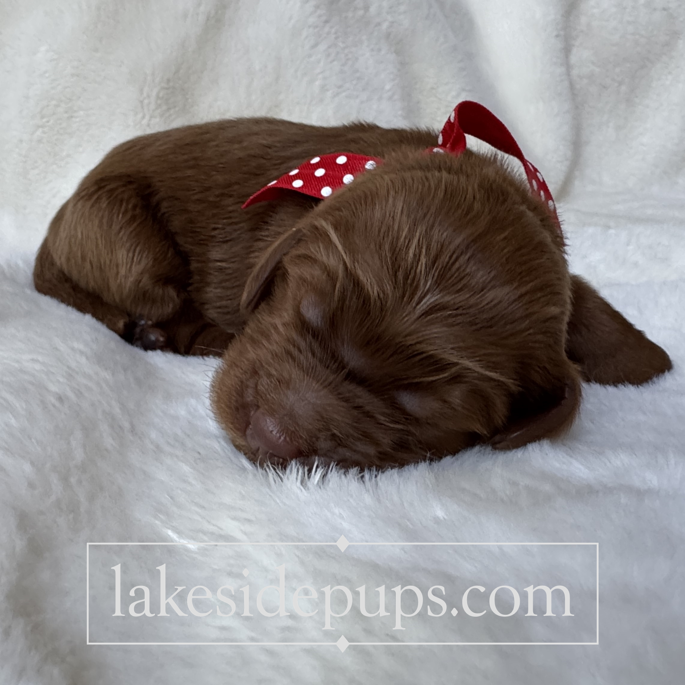 one week old