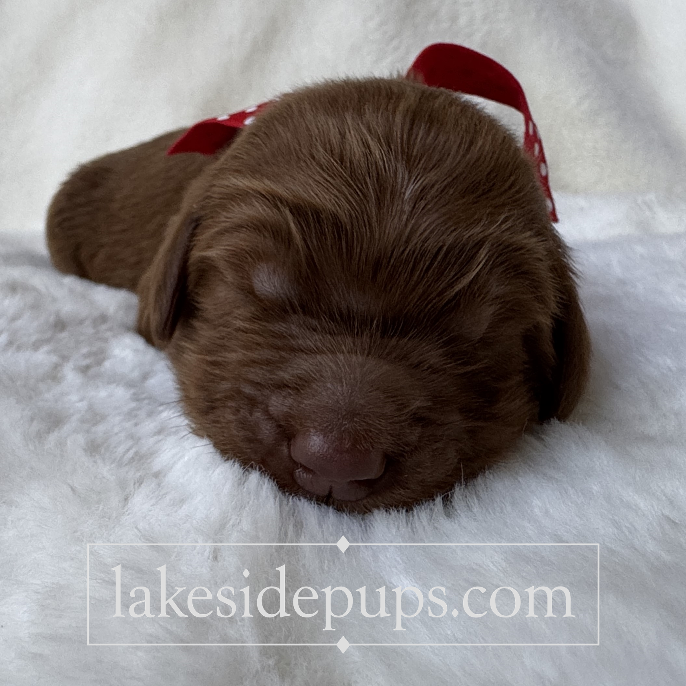 one week old