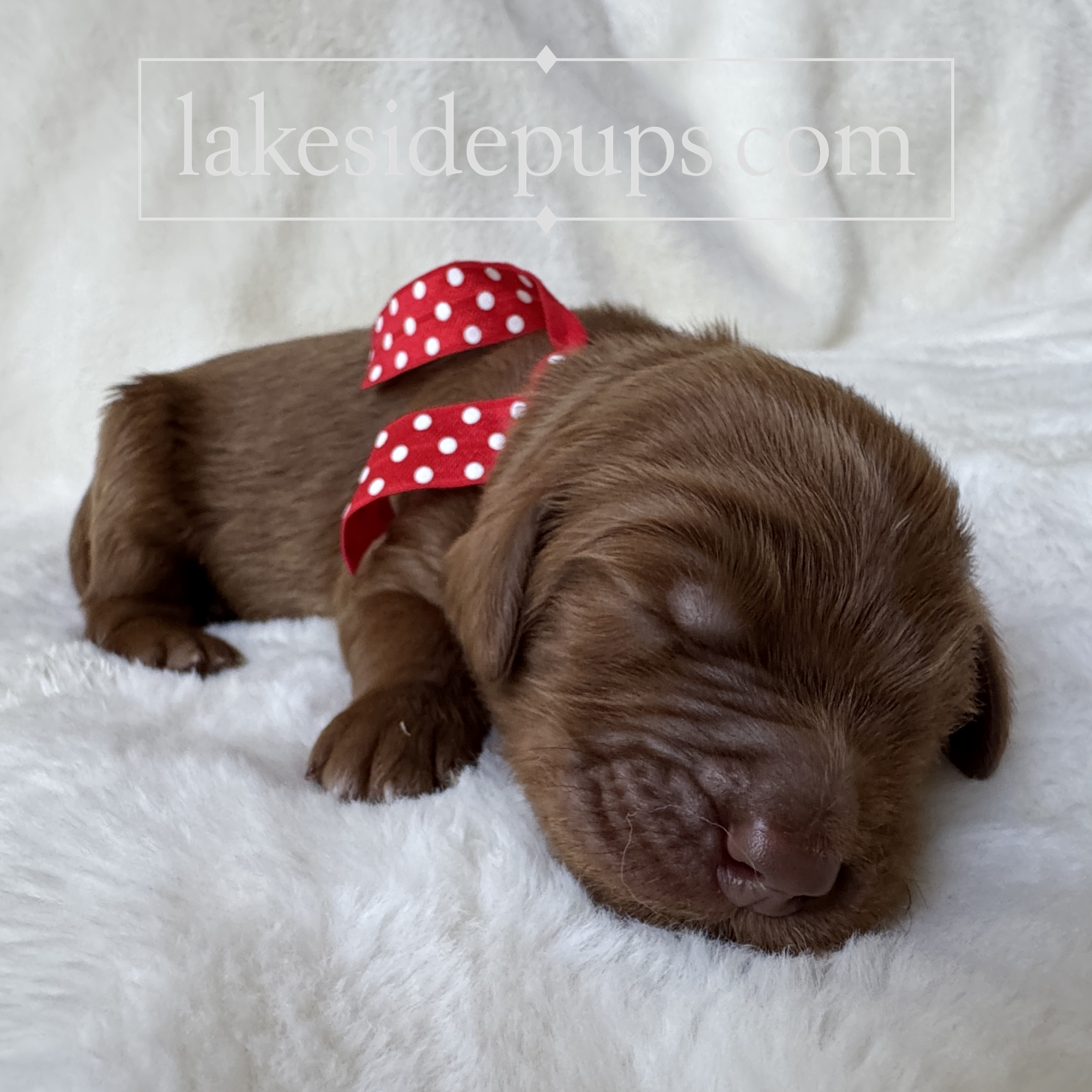 one week old