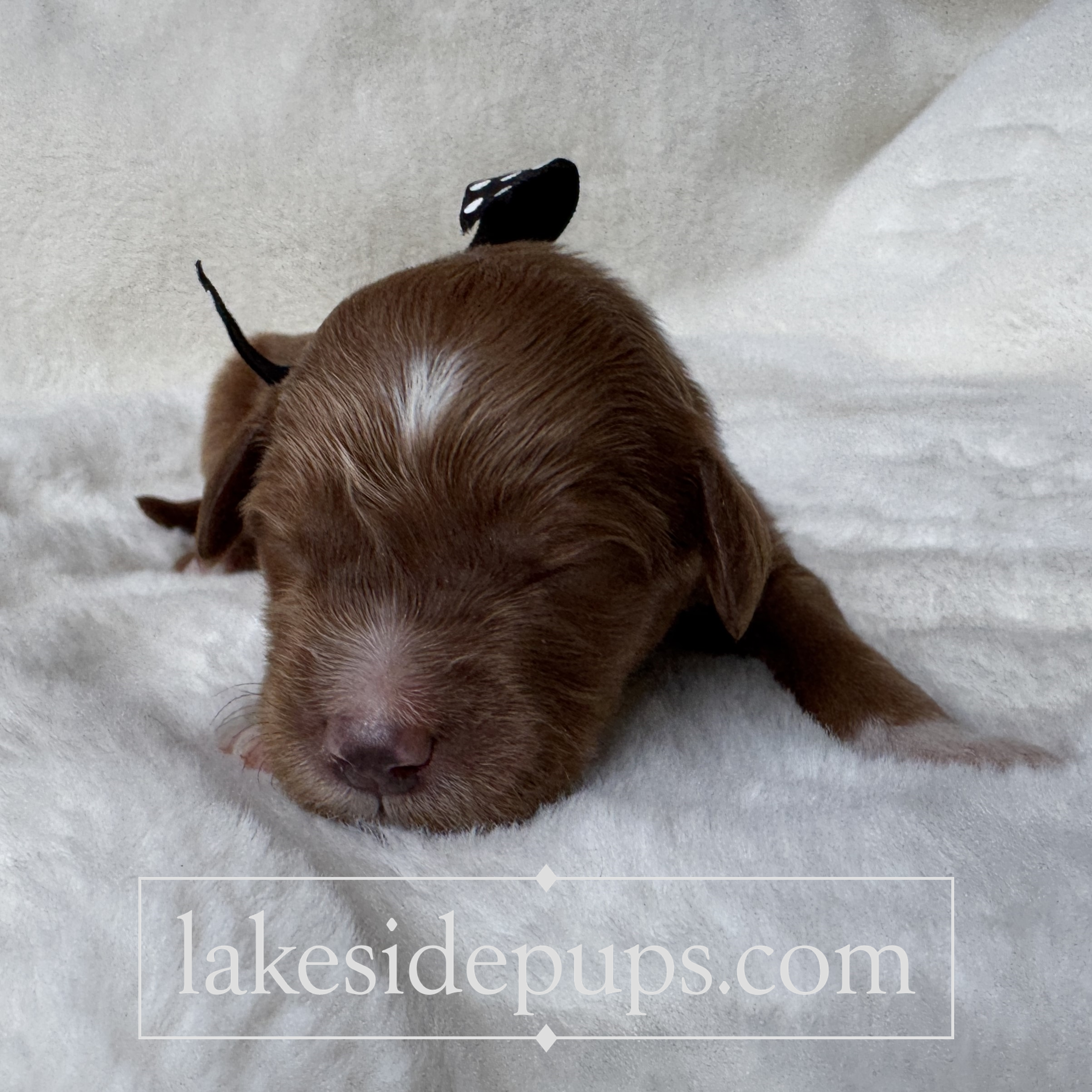 one week old