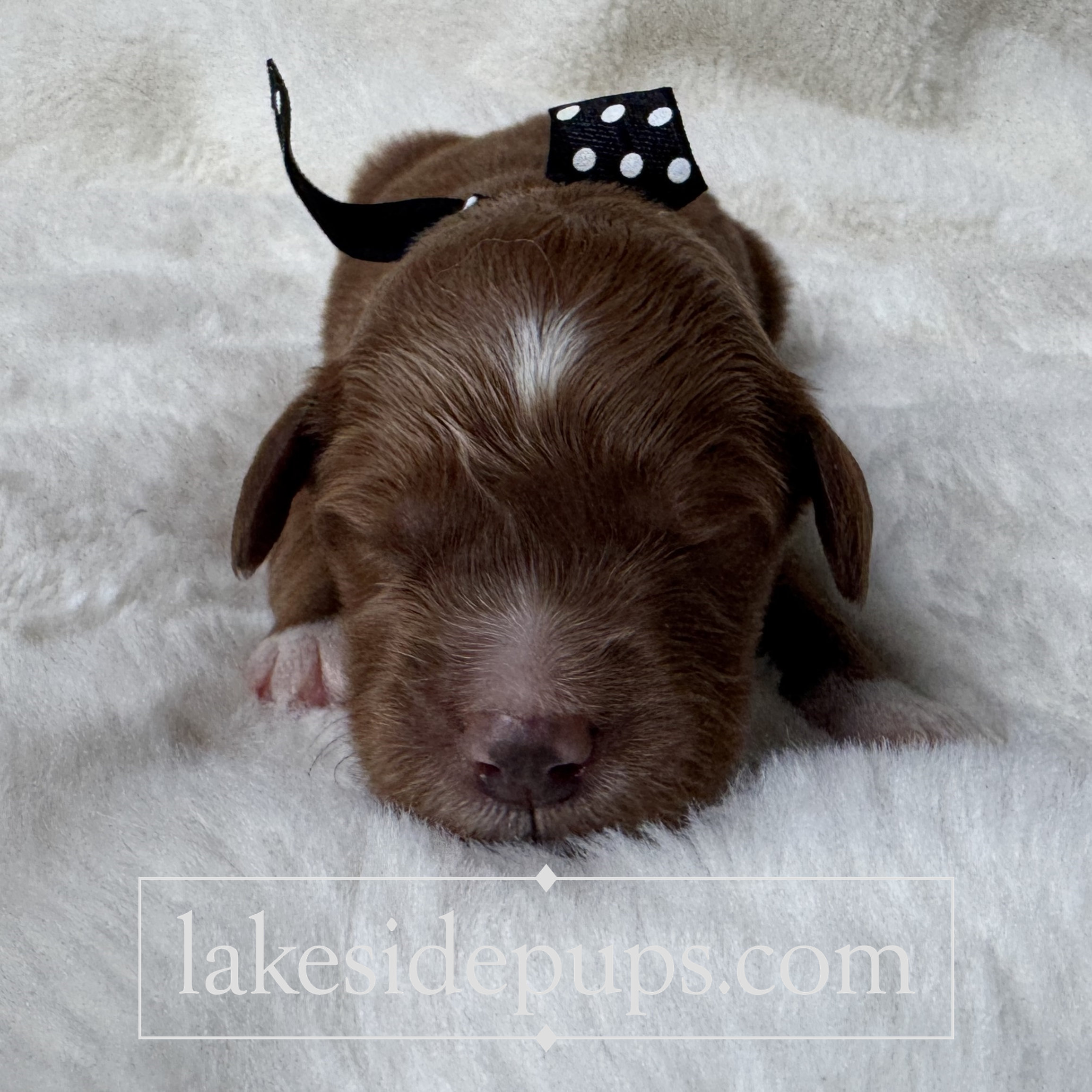 one week old