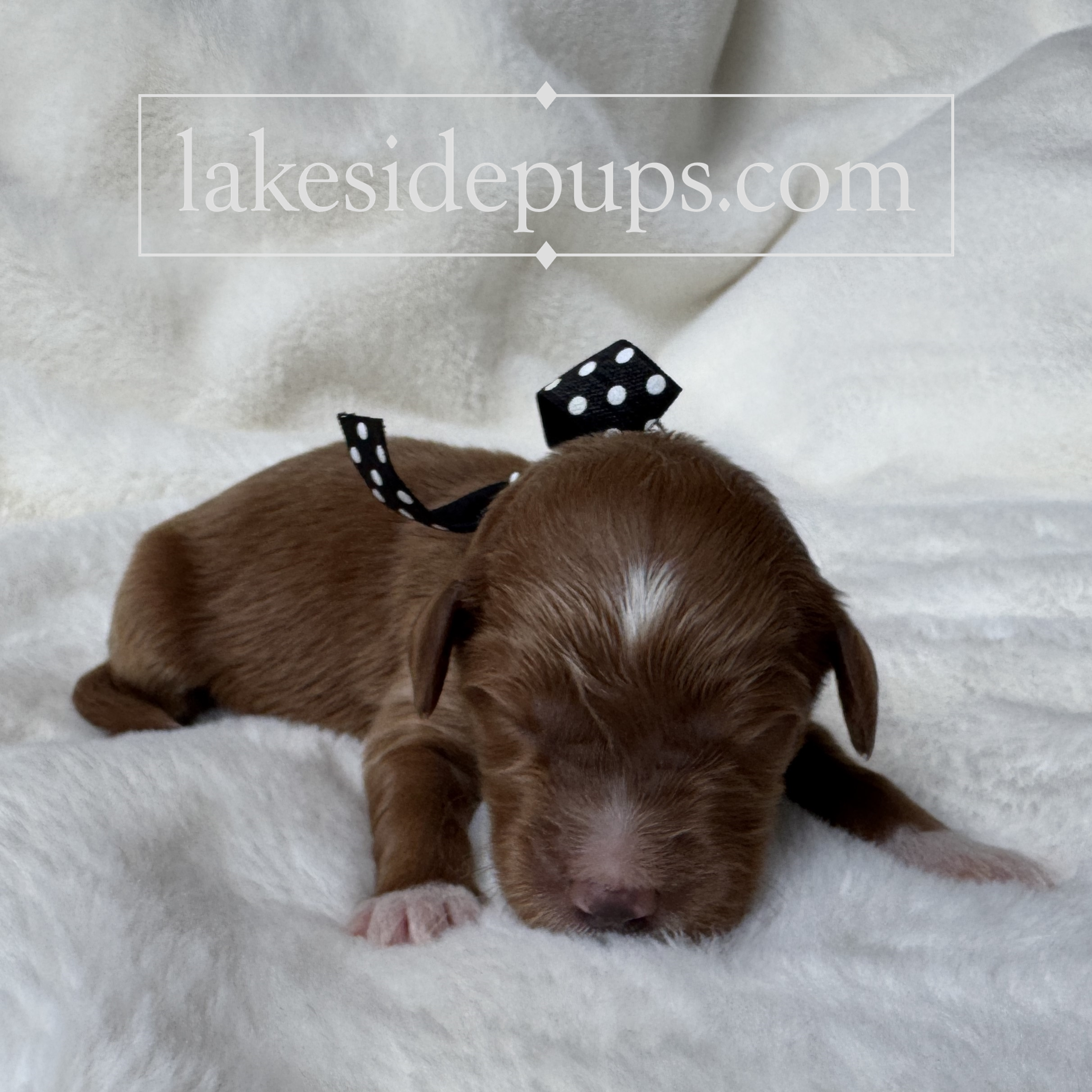 one week old
