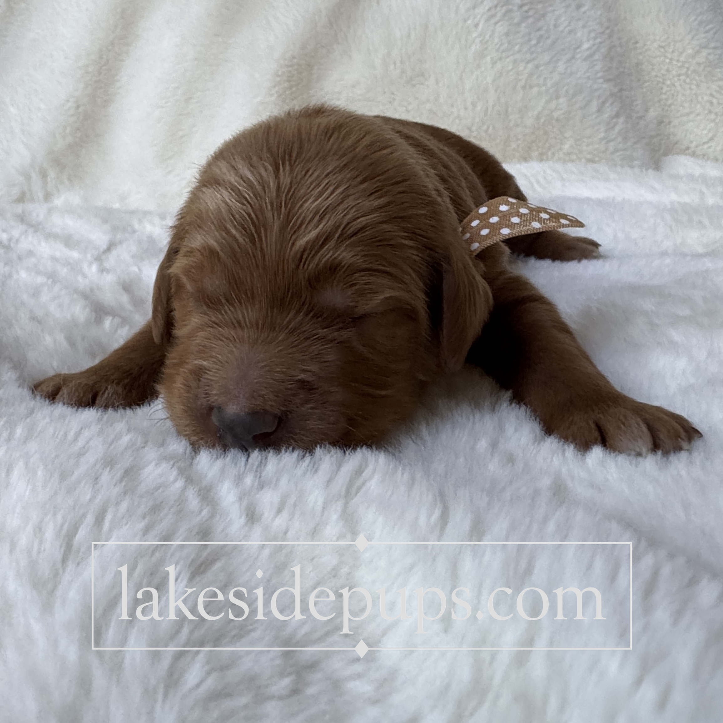 one week old