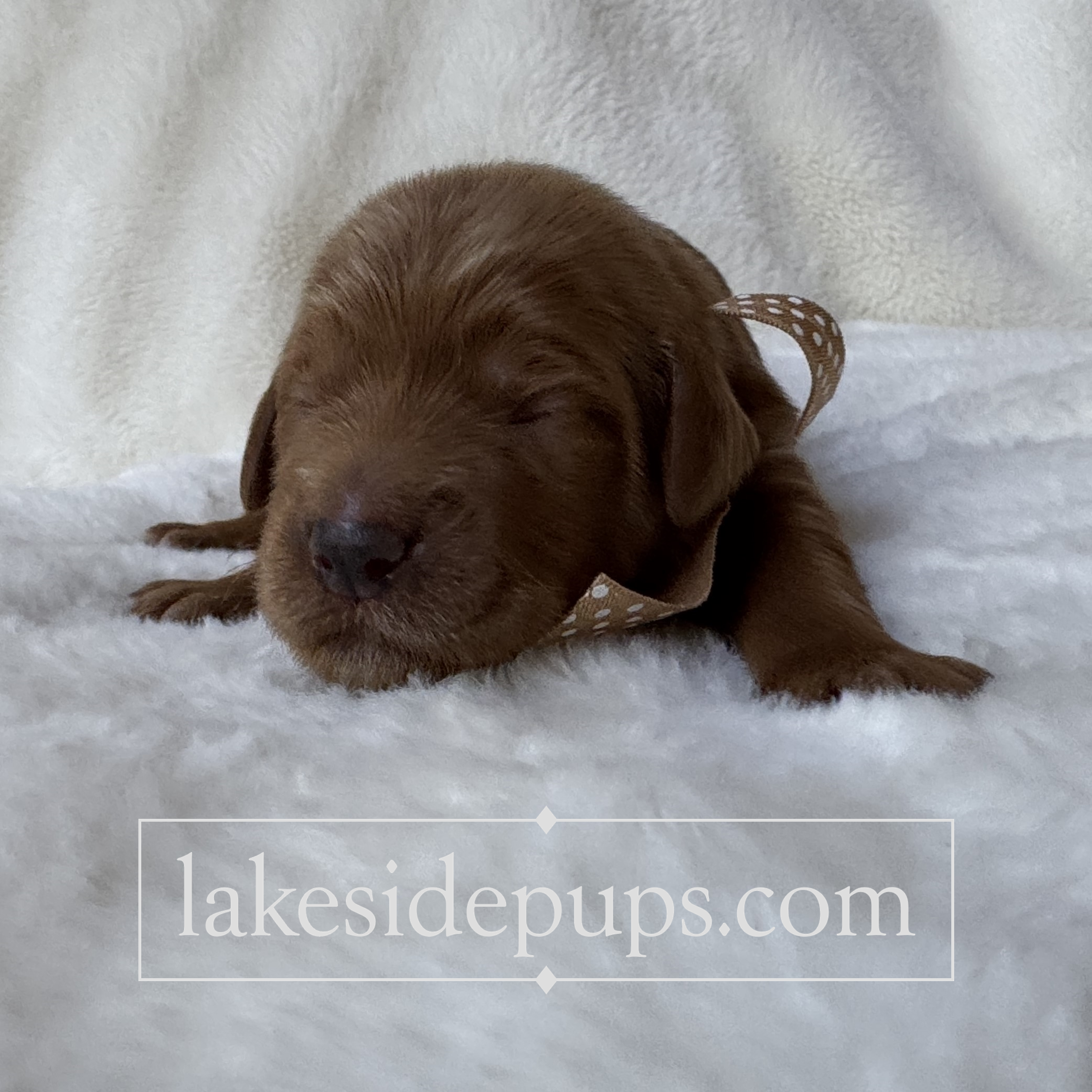 one week old