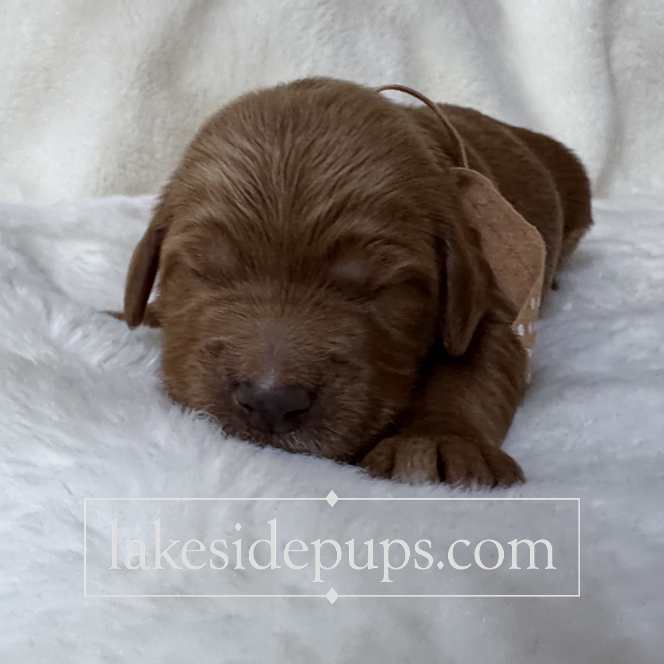one week old