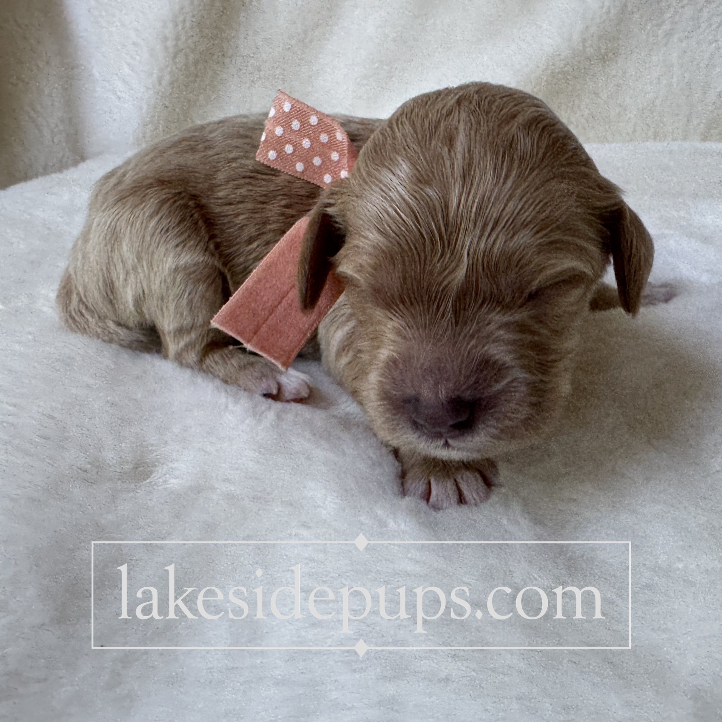one week old