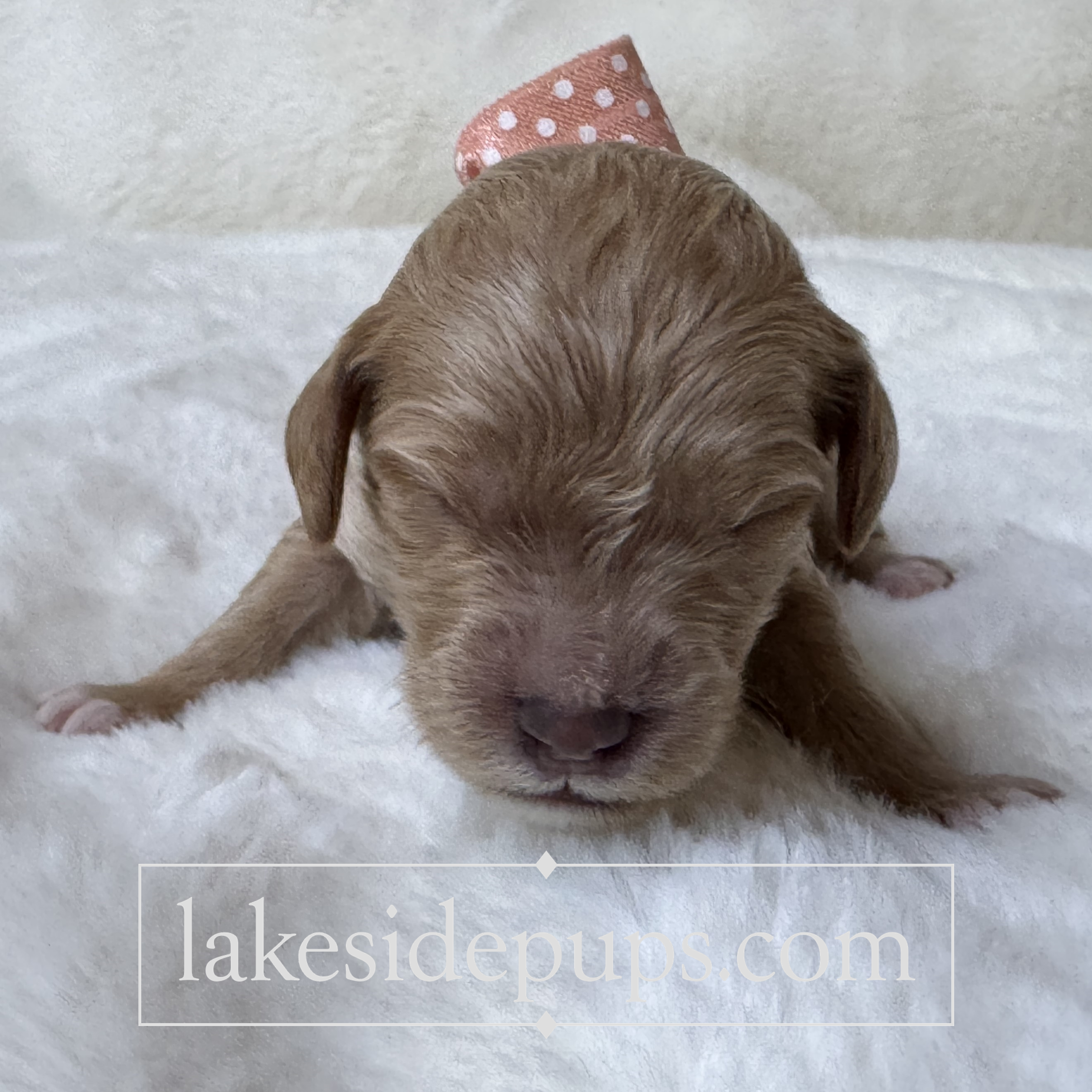 one week old
