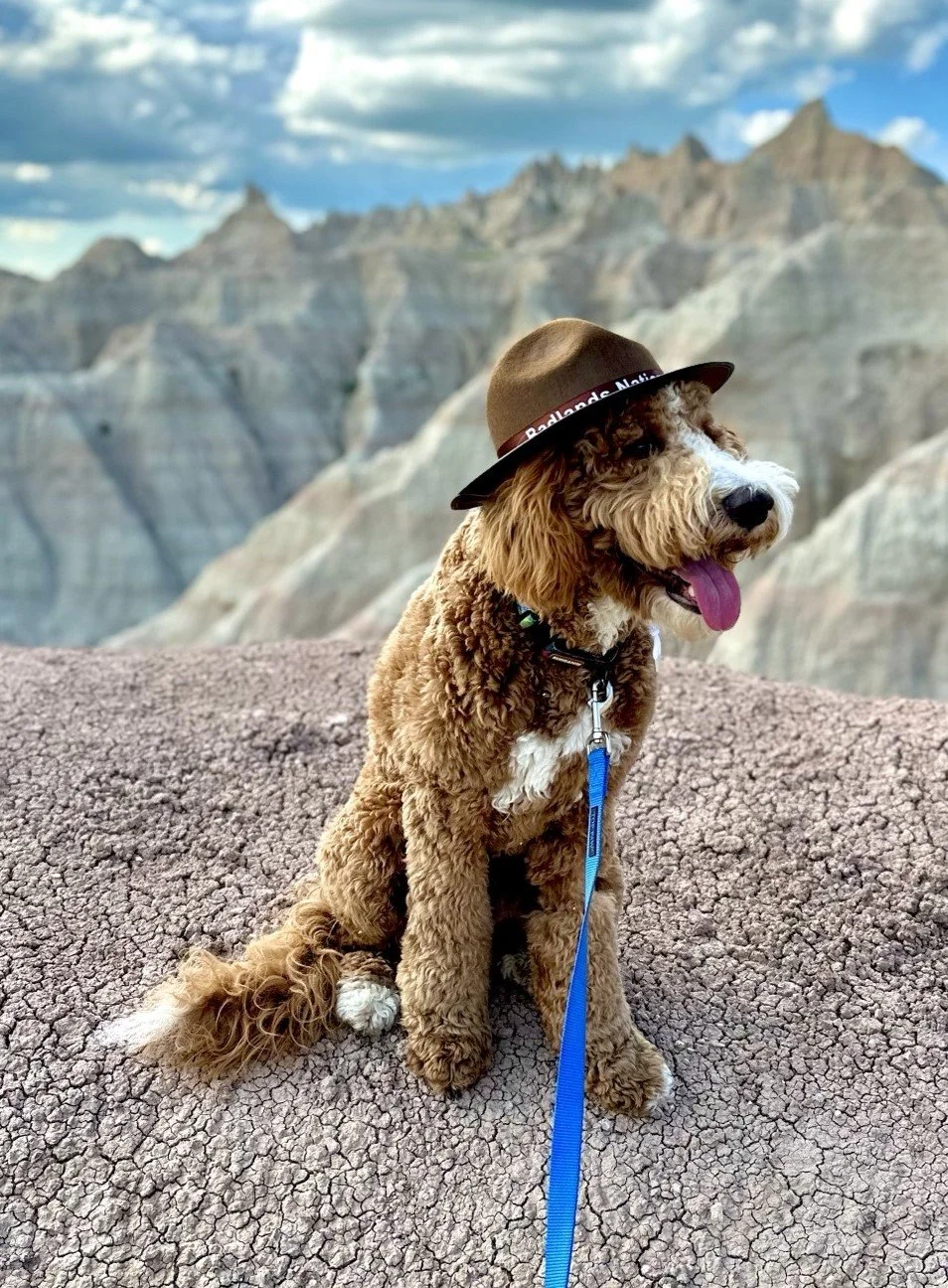  Miles is an adventure loving pup who’s road-tripped across the US and now calls Alaska home.   