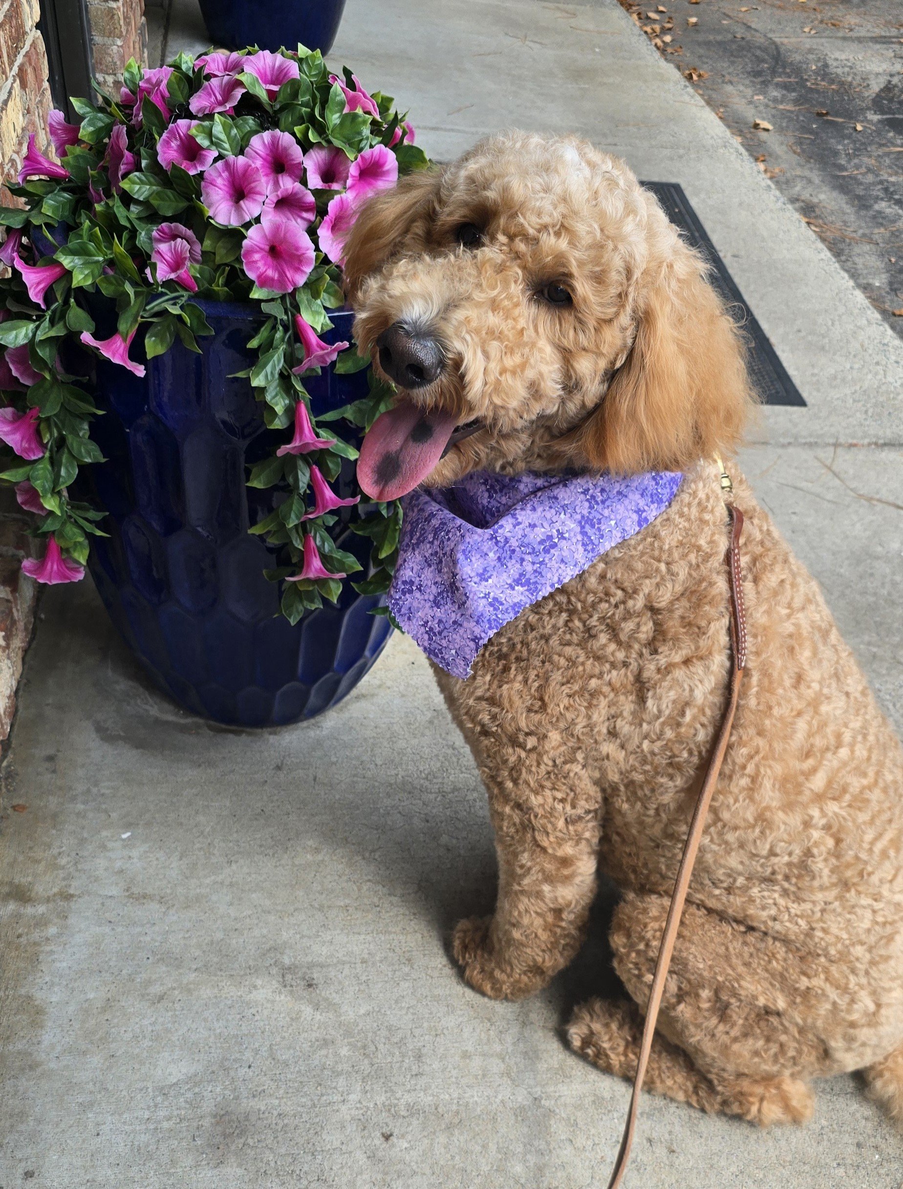  Kimo is a smart, loving doodle who trains easily, loves tug, and picks up new tricks fast. 