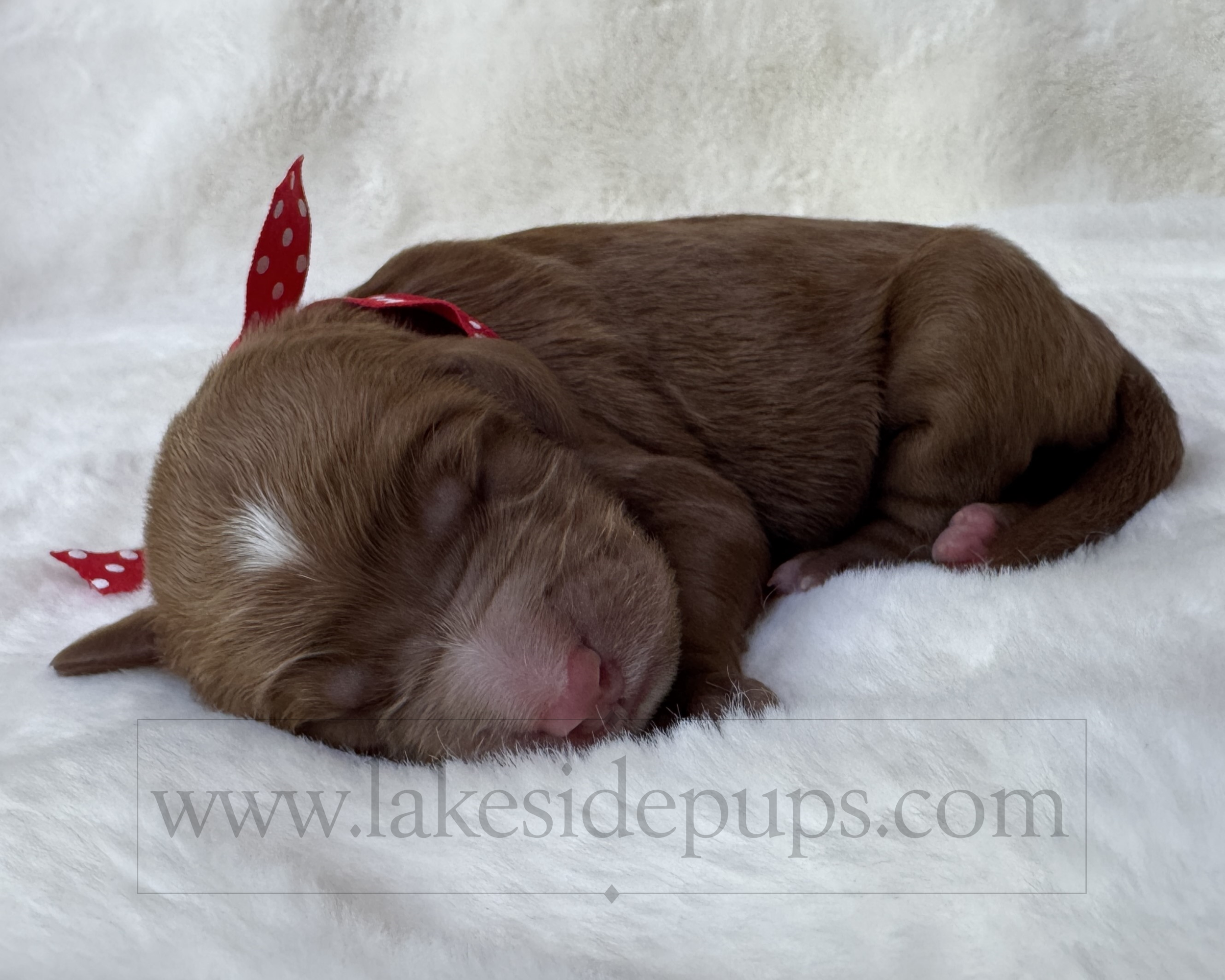 one day old