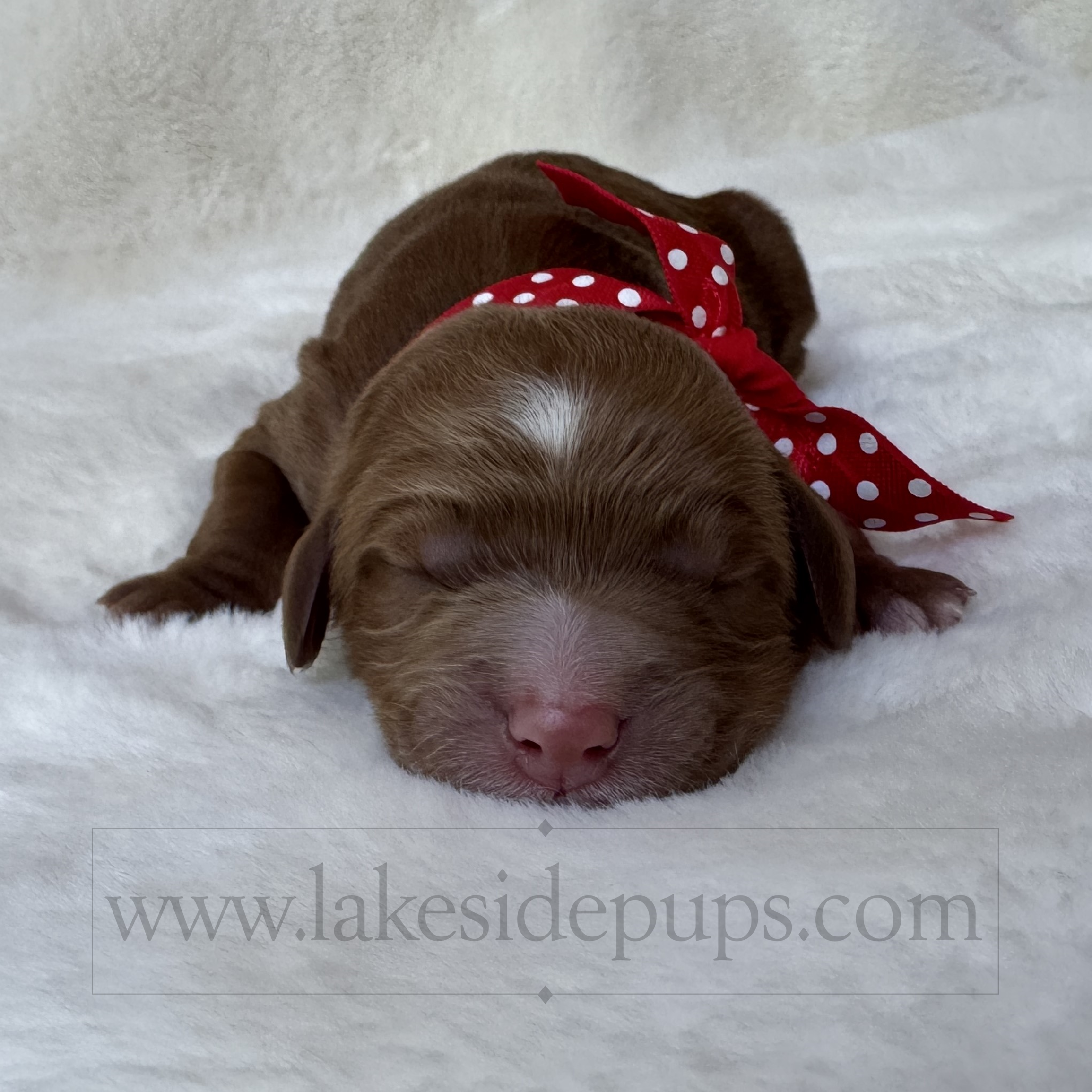 one day old