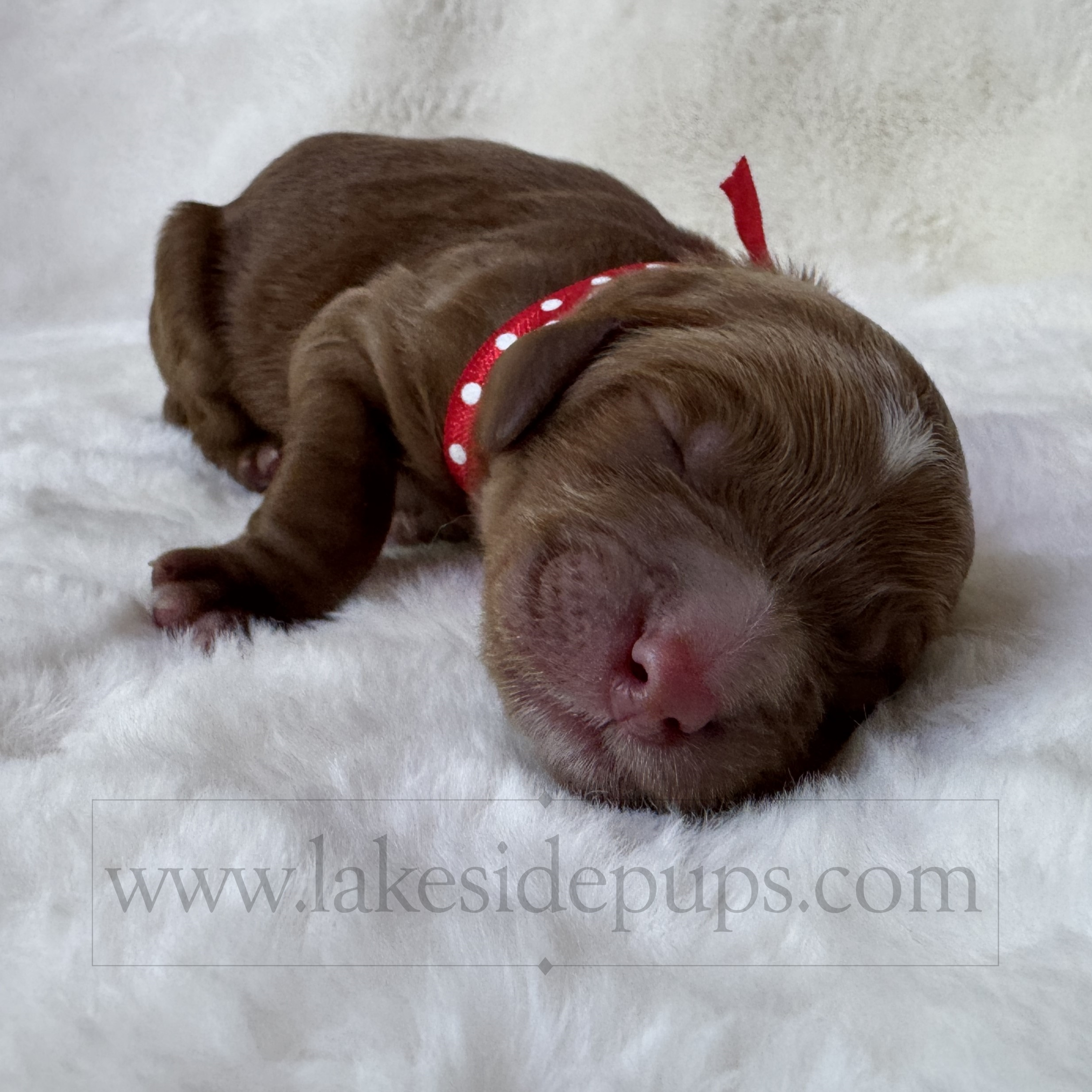 one day old