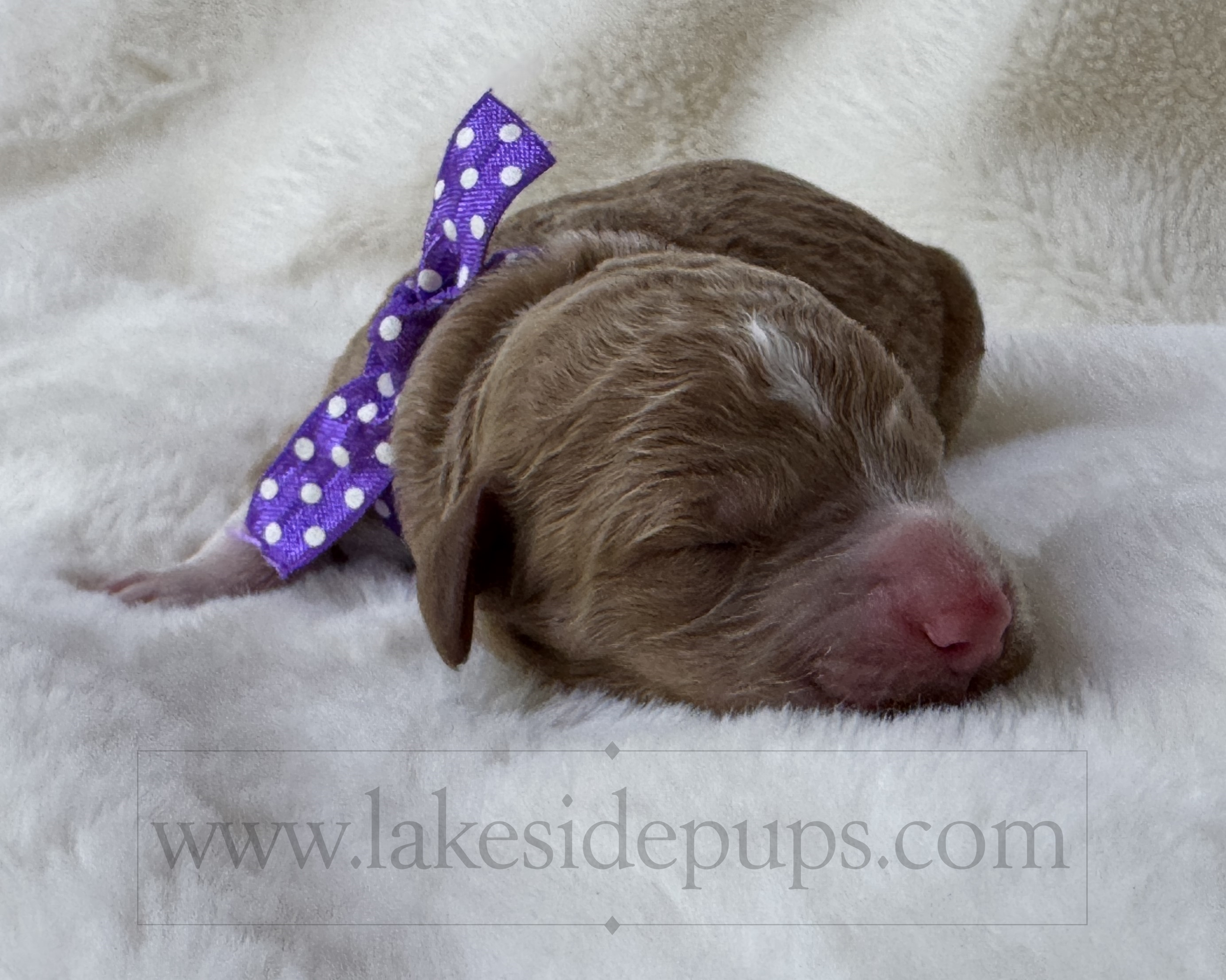 one day old