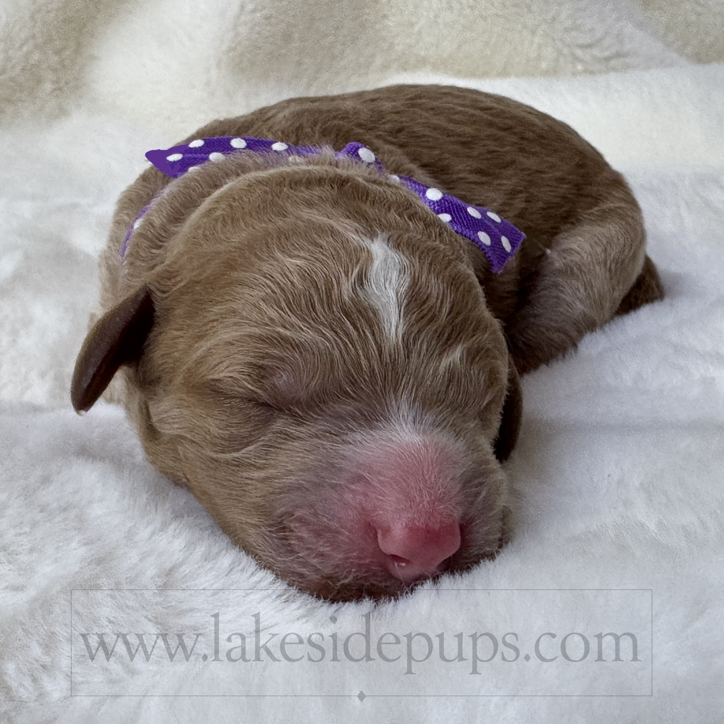 one day old