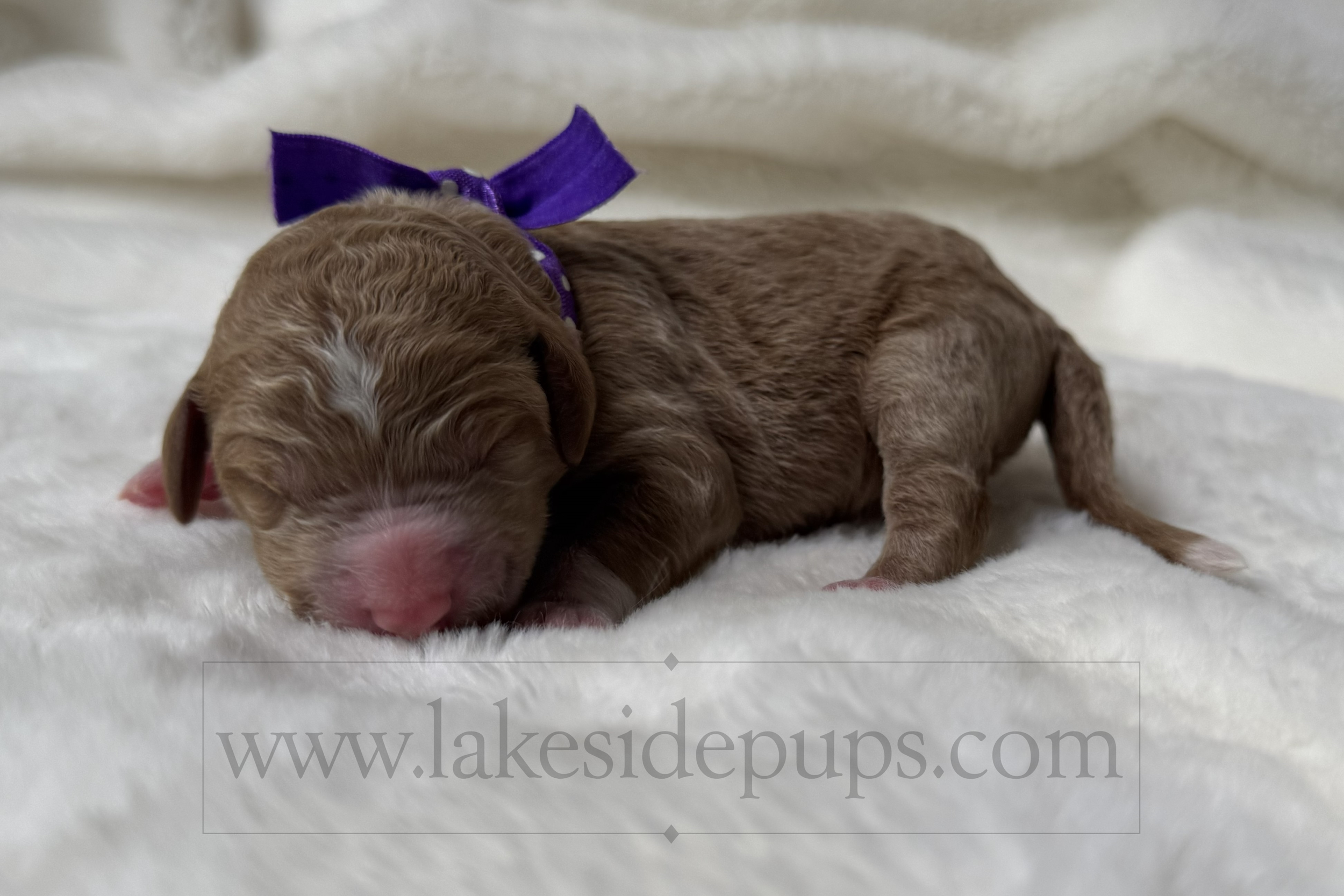 one day old