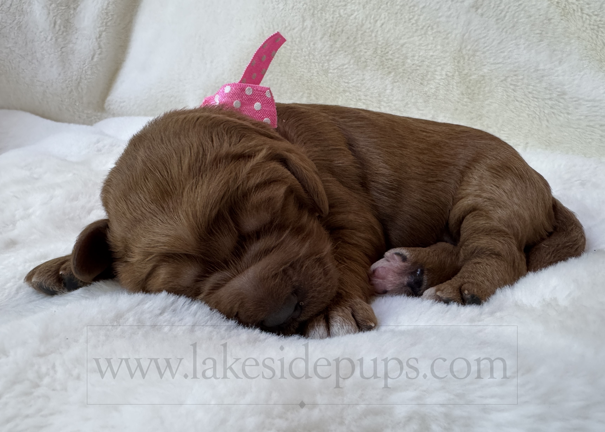 one week old