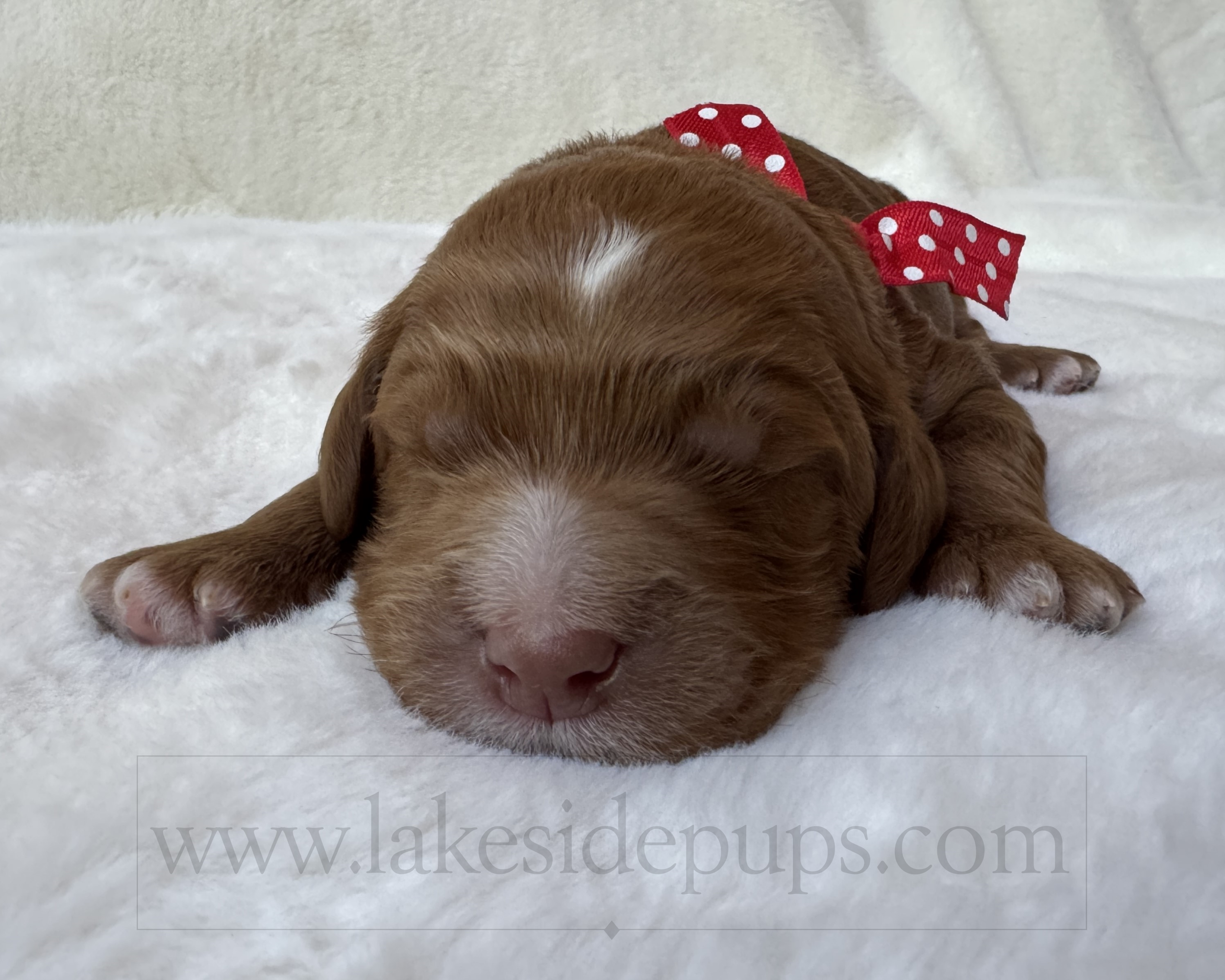one week old