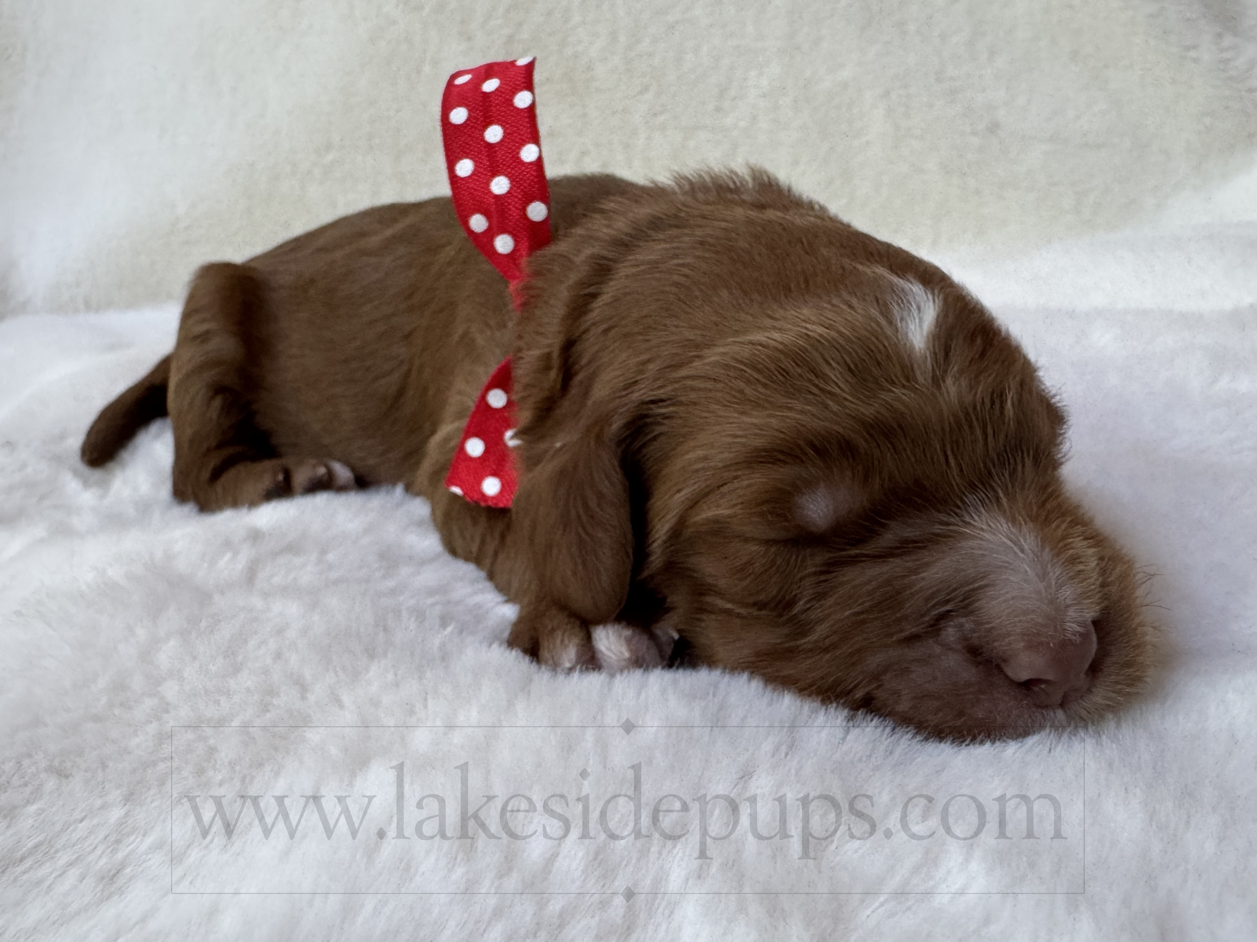 one week old