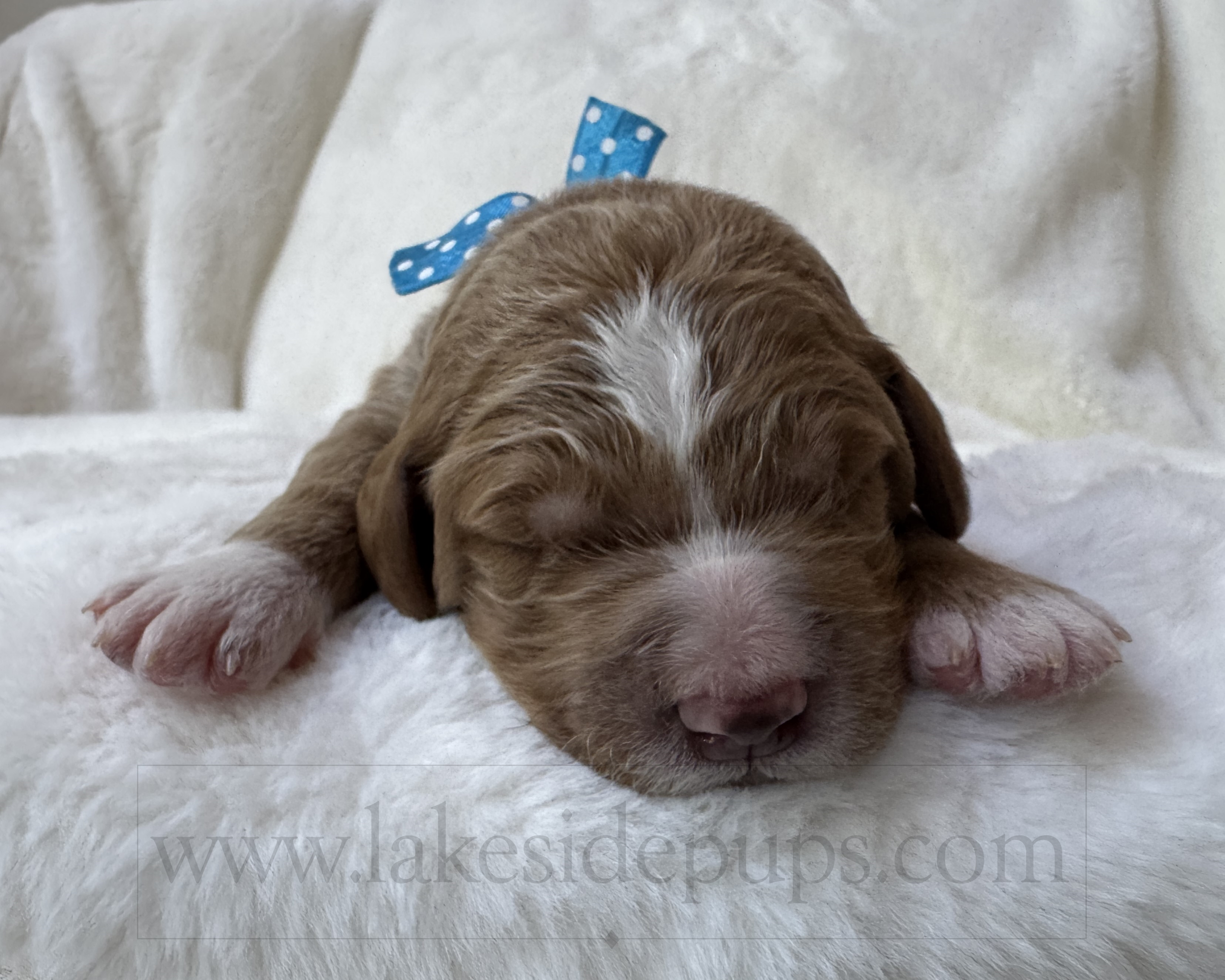 one week old