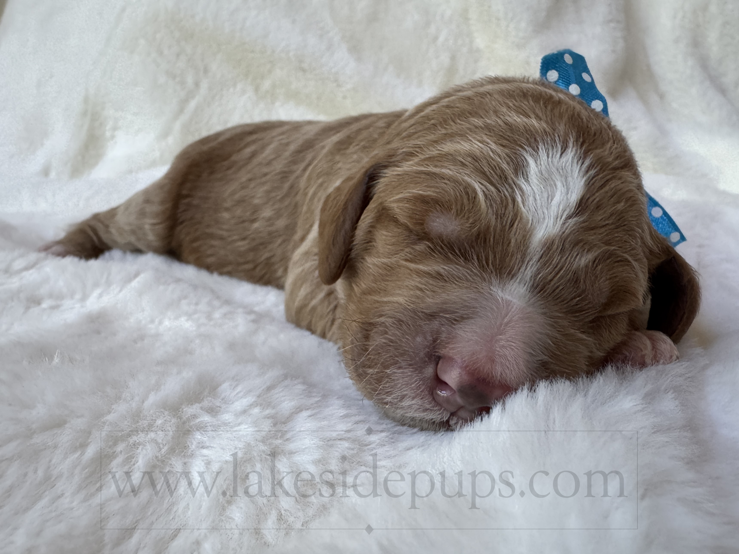 one week old