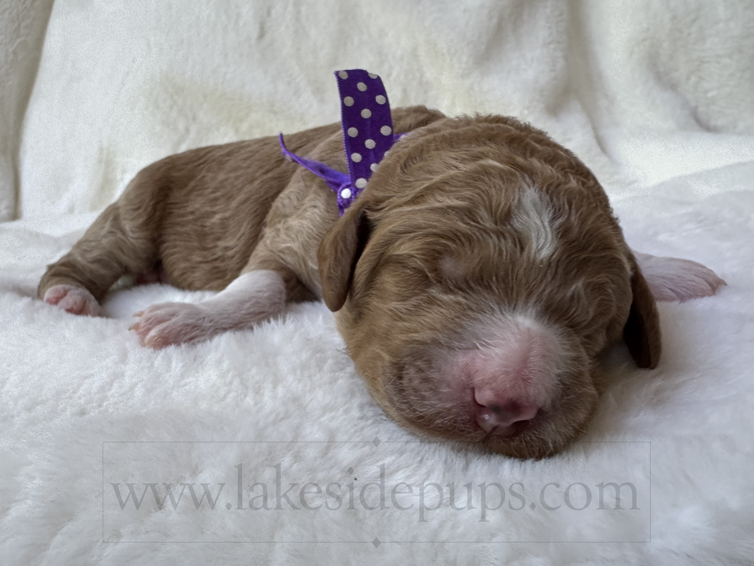 one week old