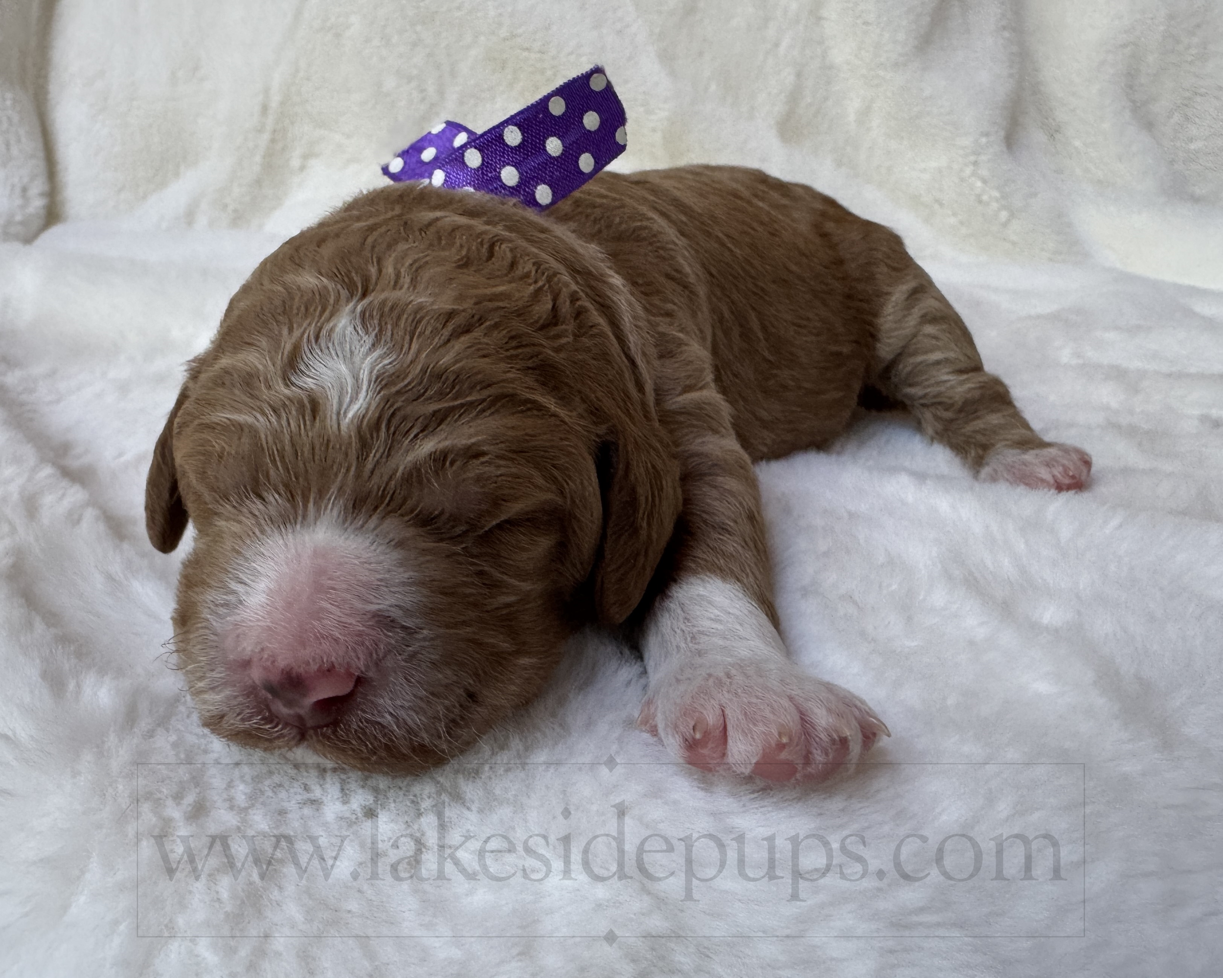one week old