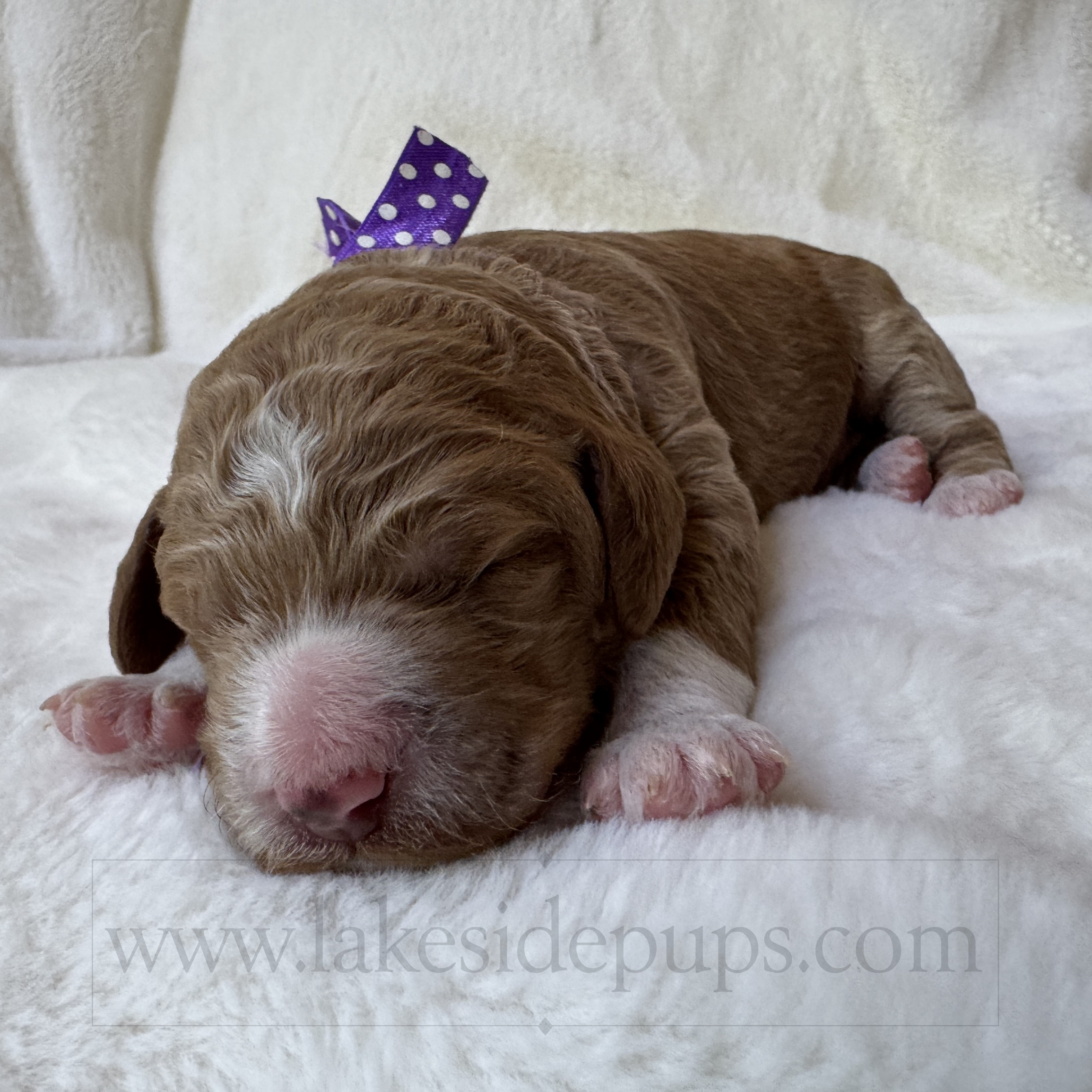 one week old