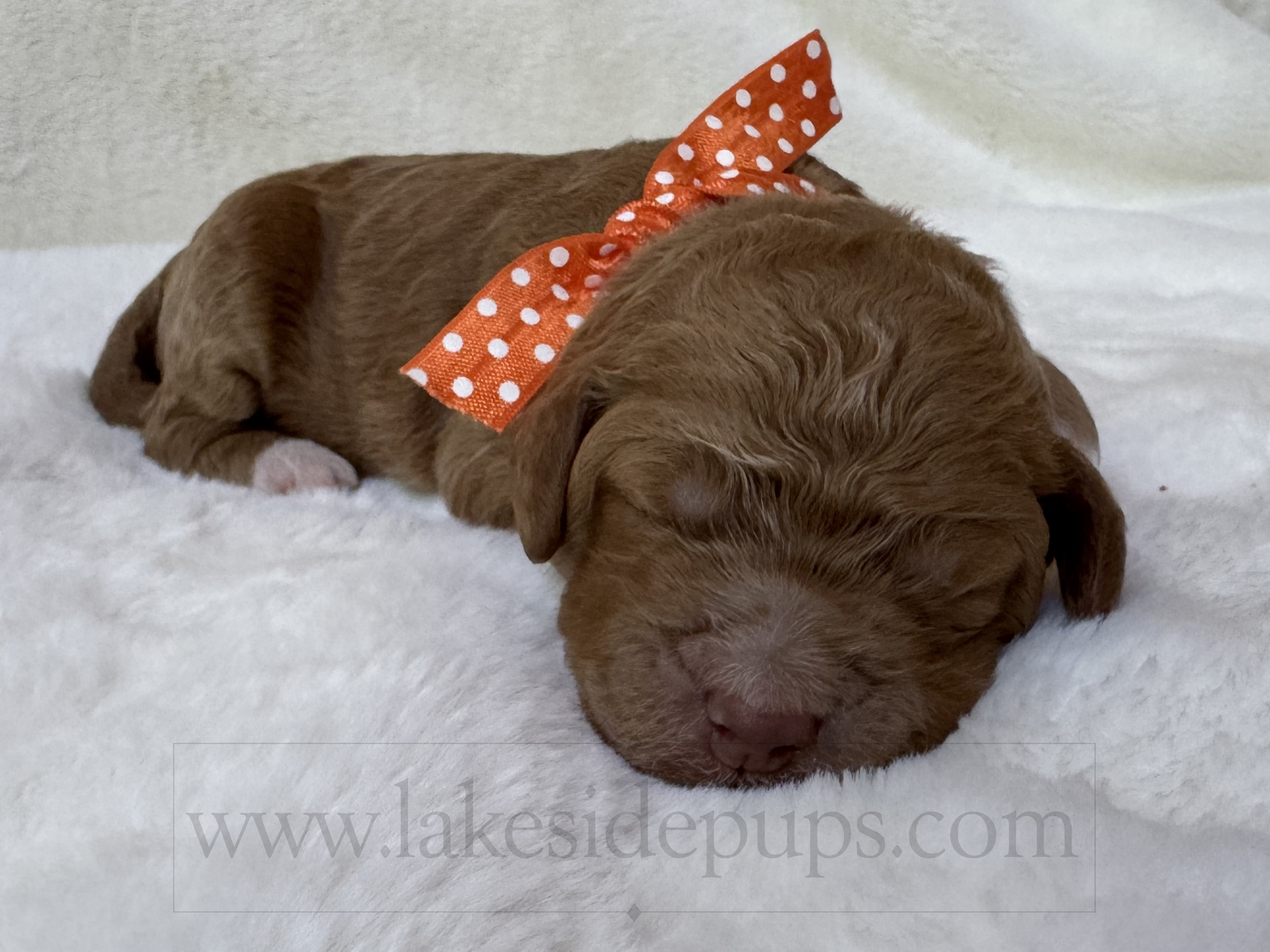 one week old