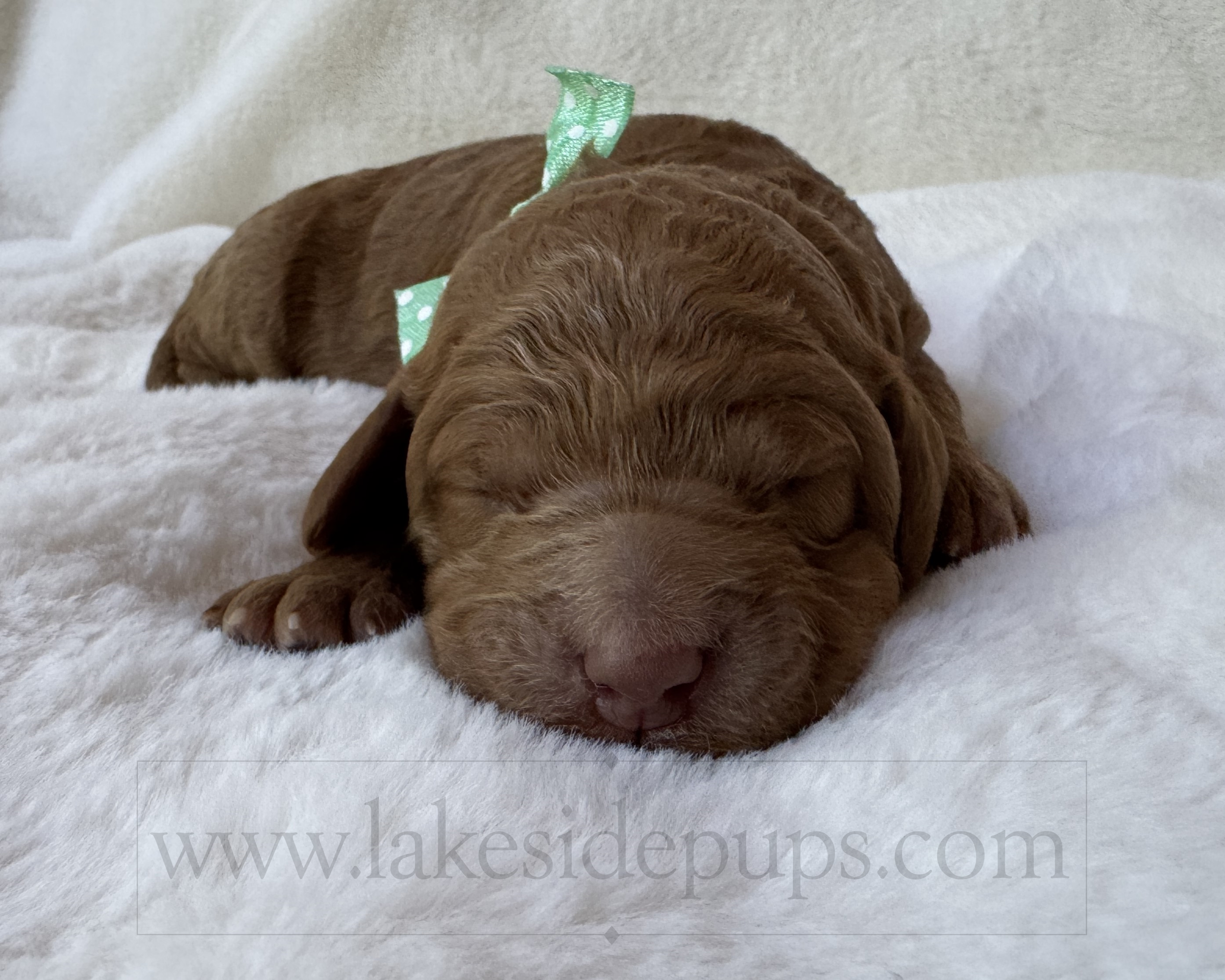 one week old