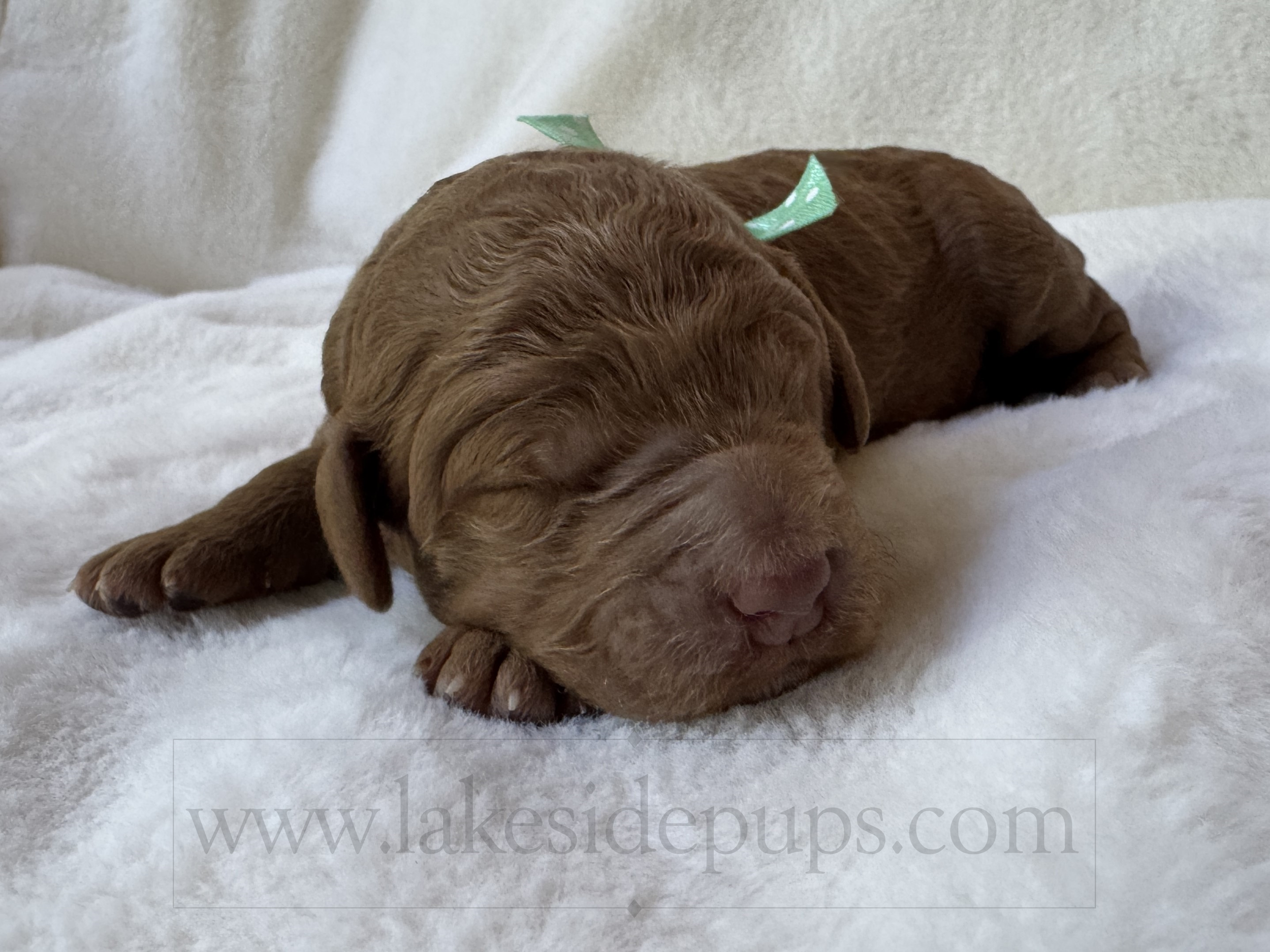 one week old