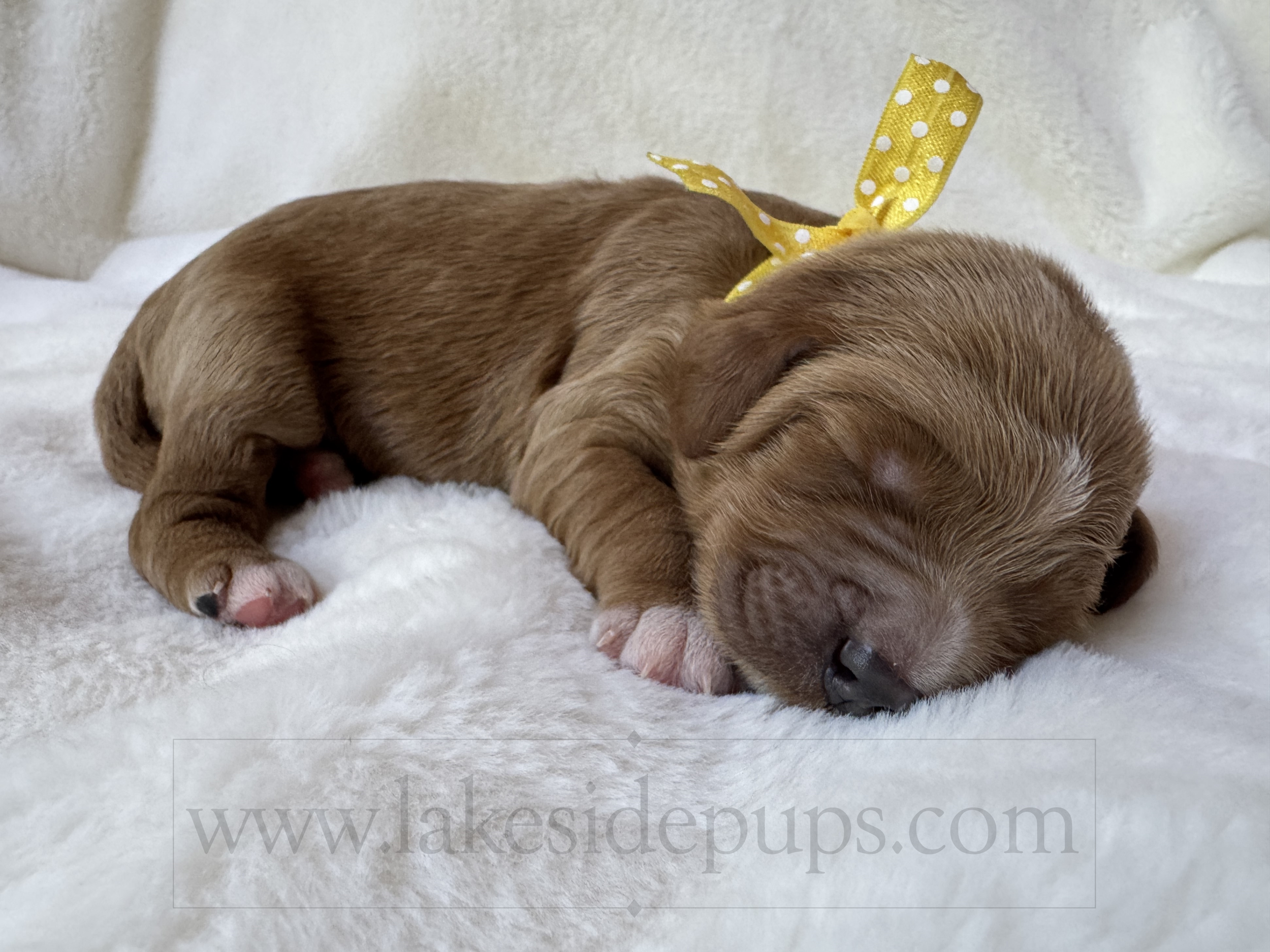 one week old