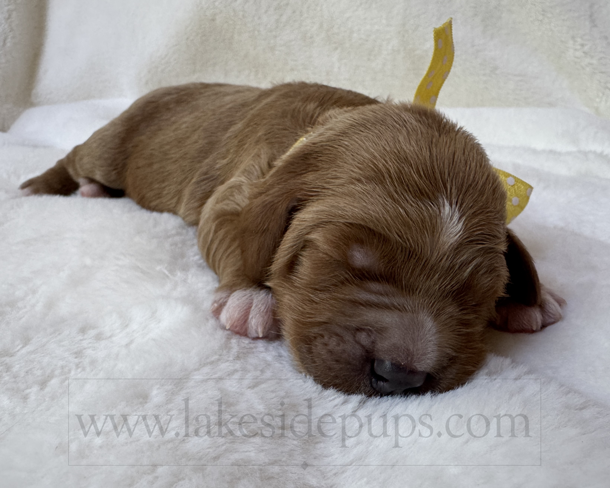 one week old