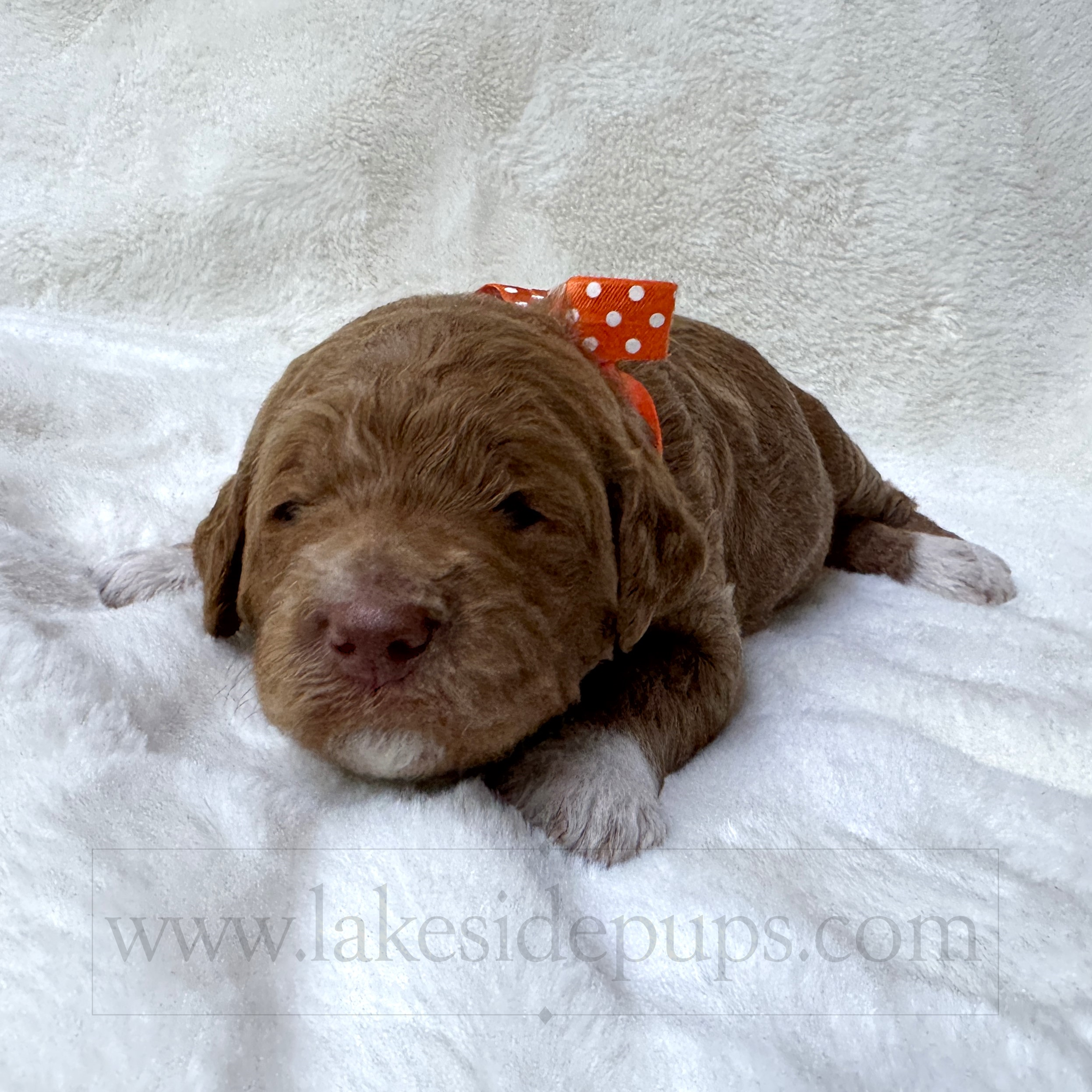 two weeks old