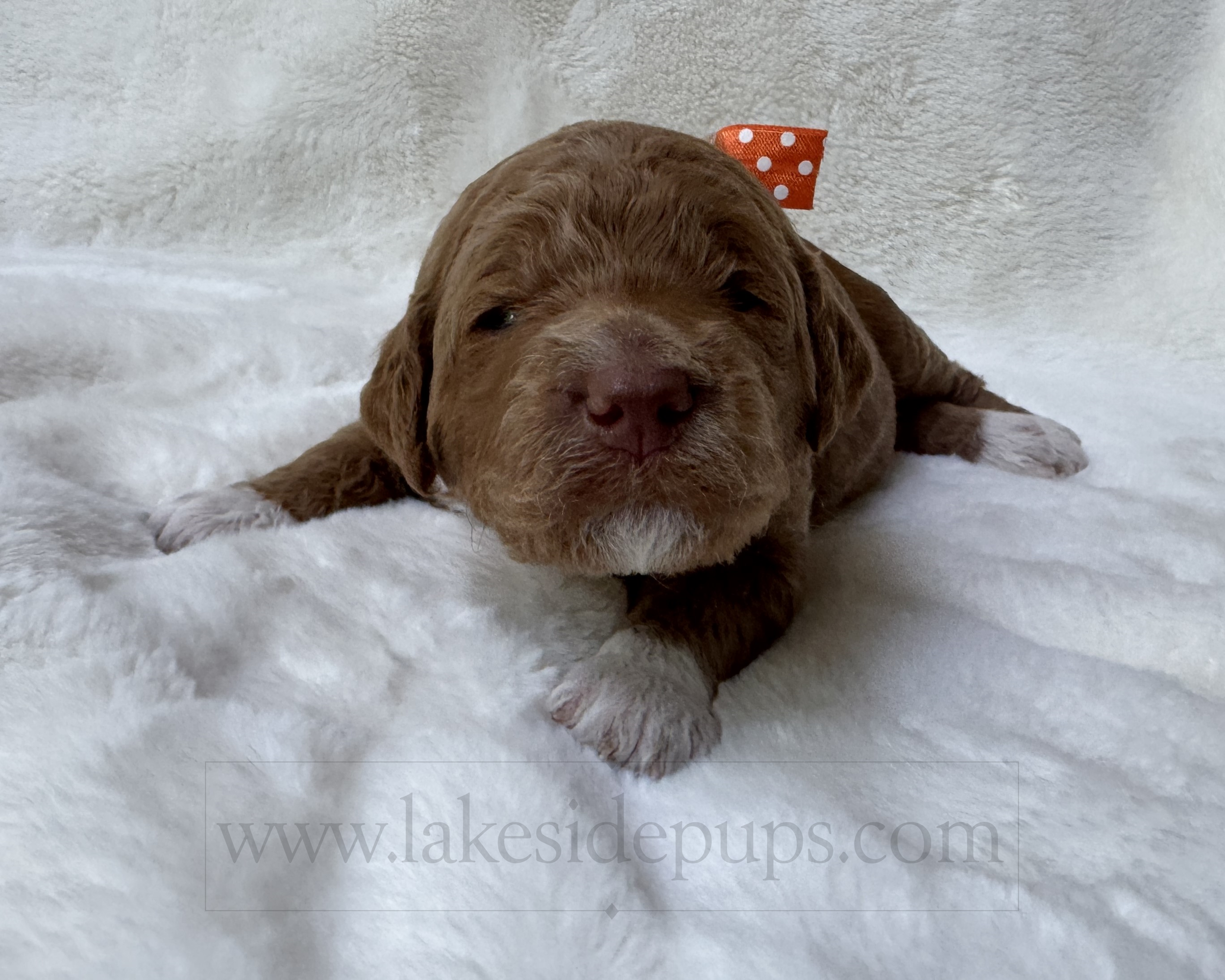 two weeks old