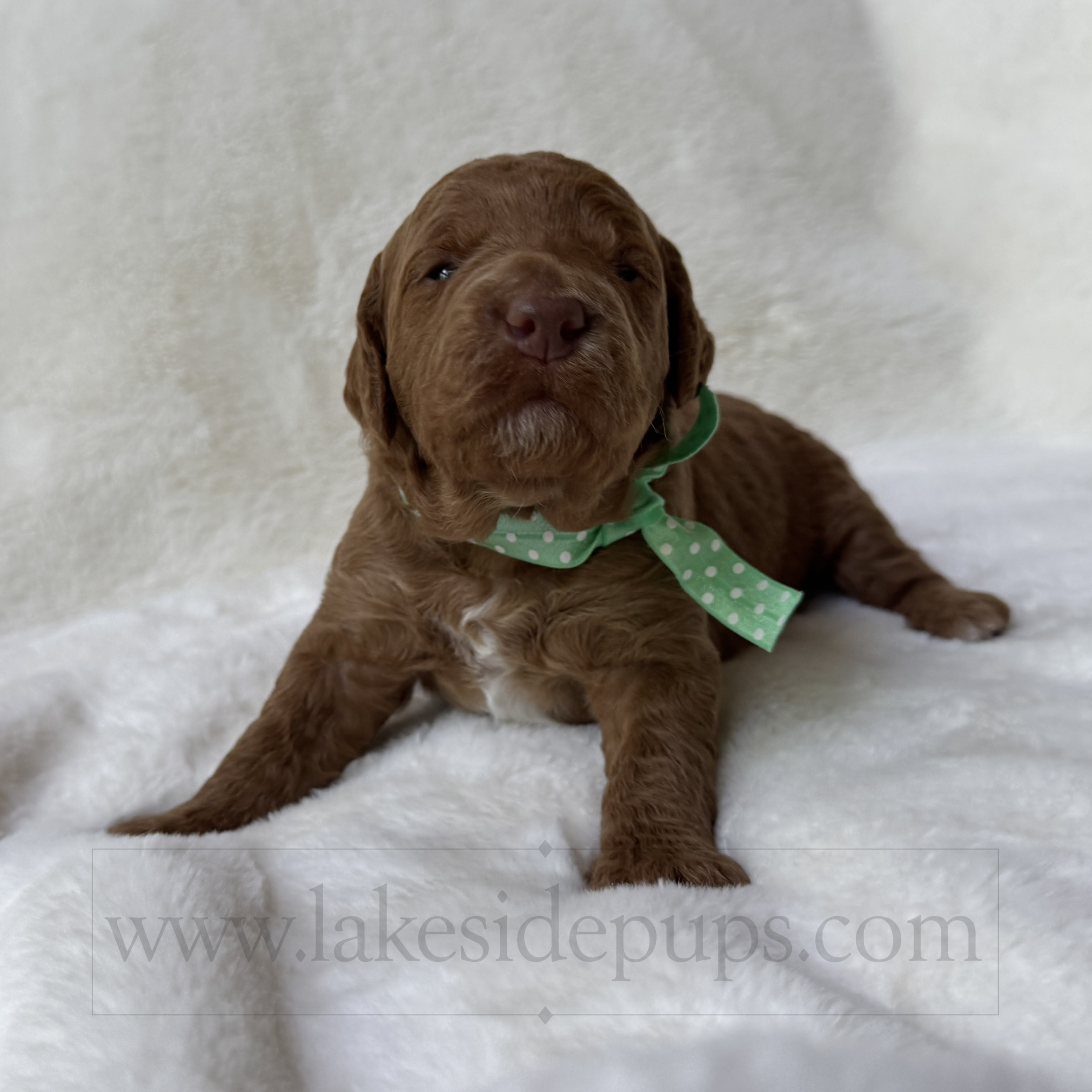 two weeks old