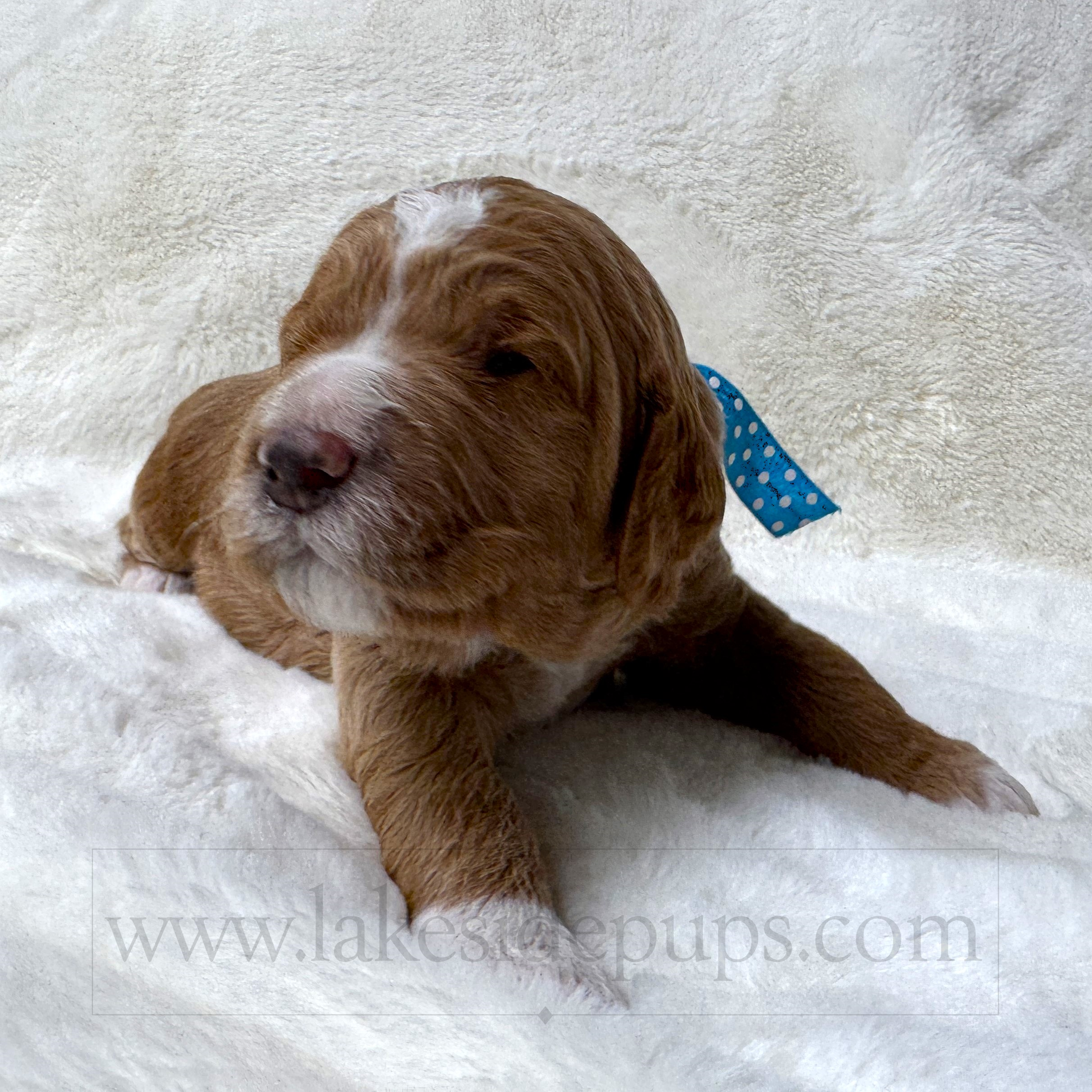 two weeks old