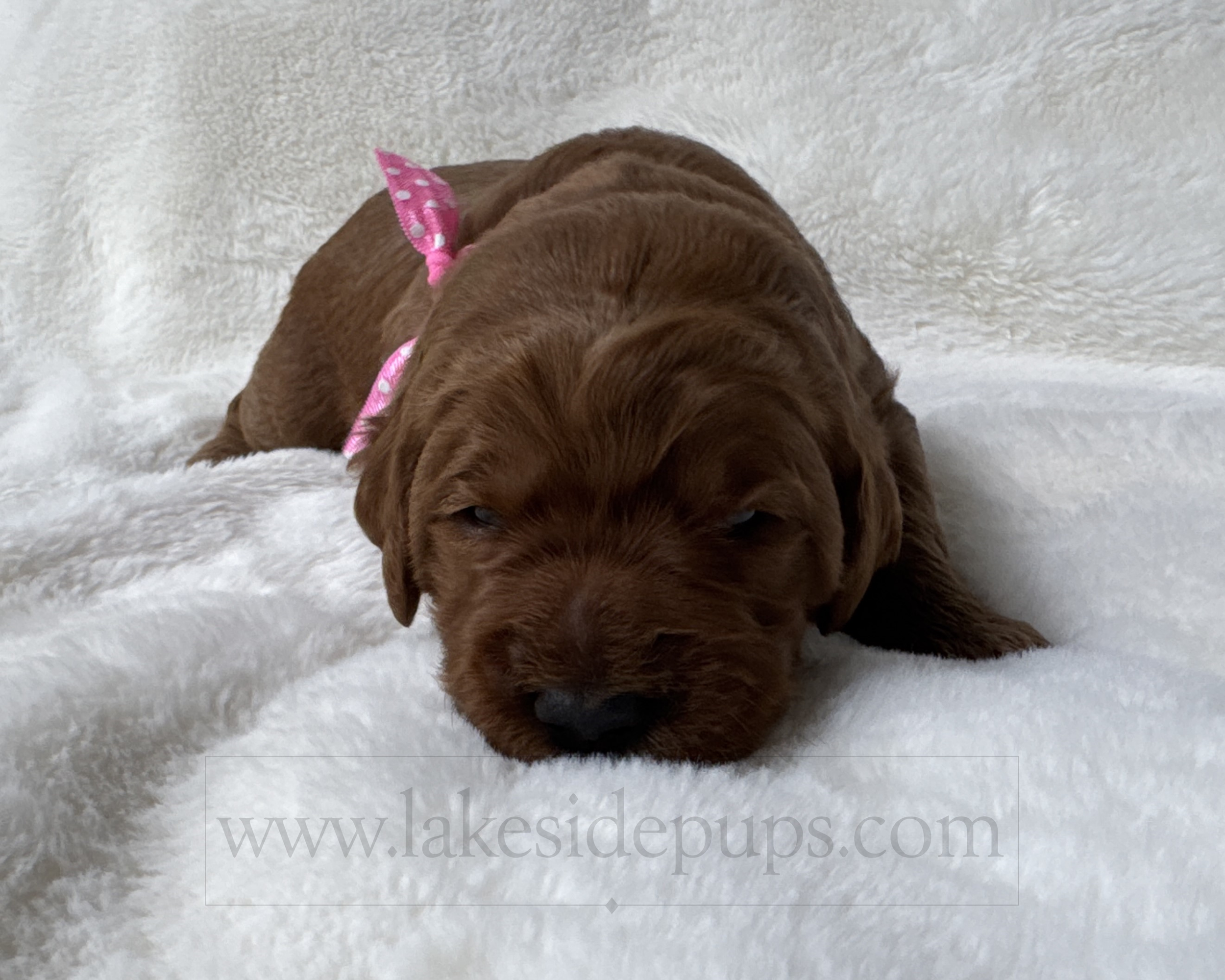 two weeks old