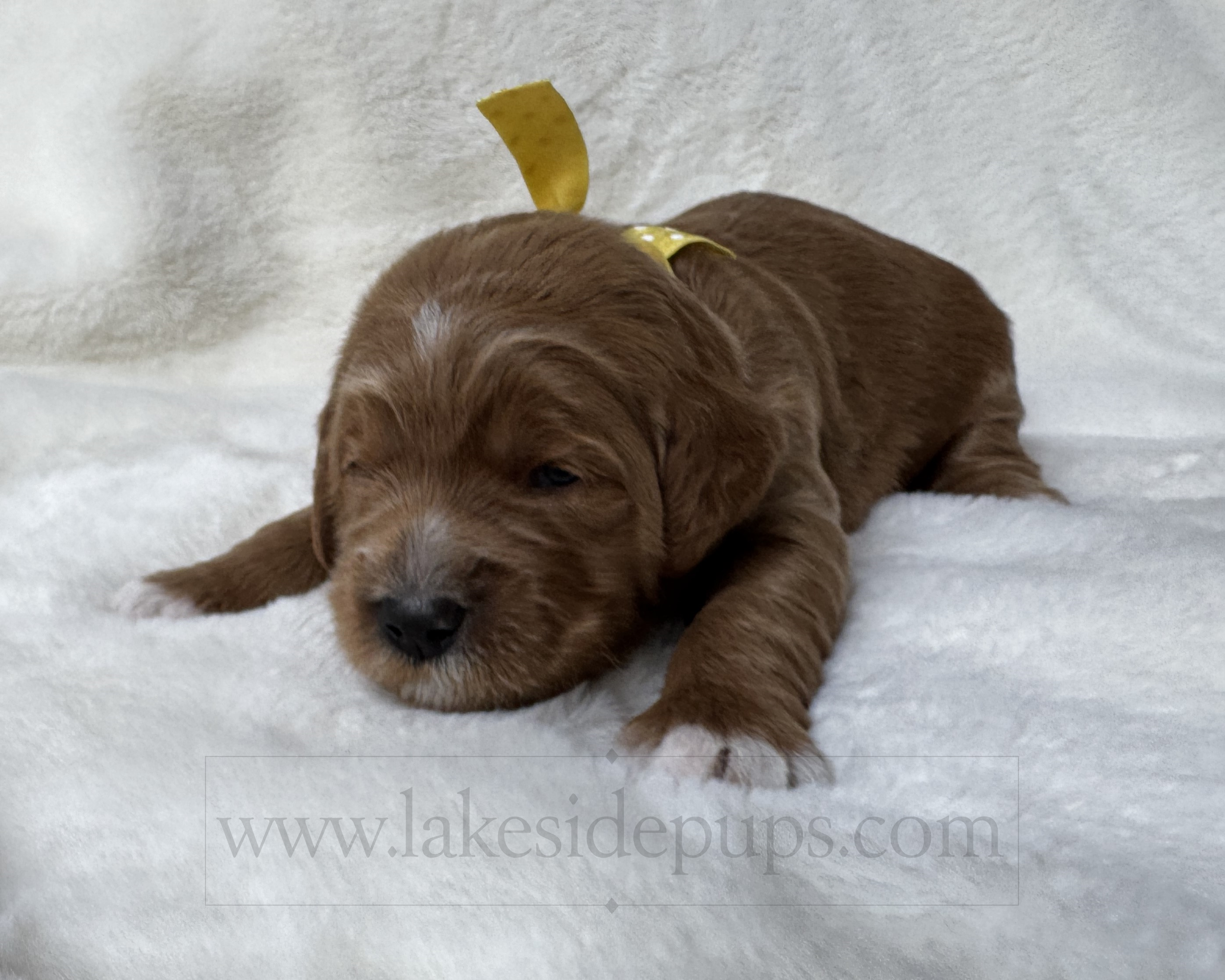 two weeks old