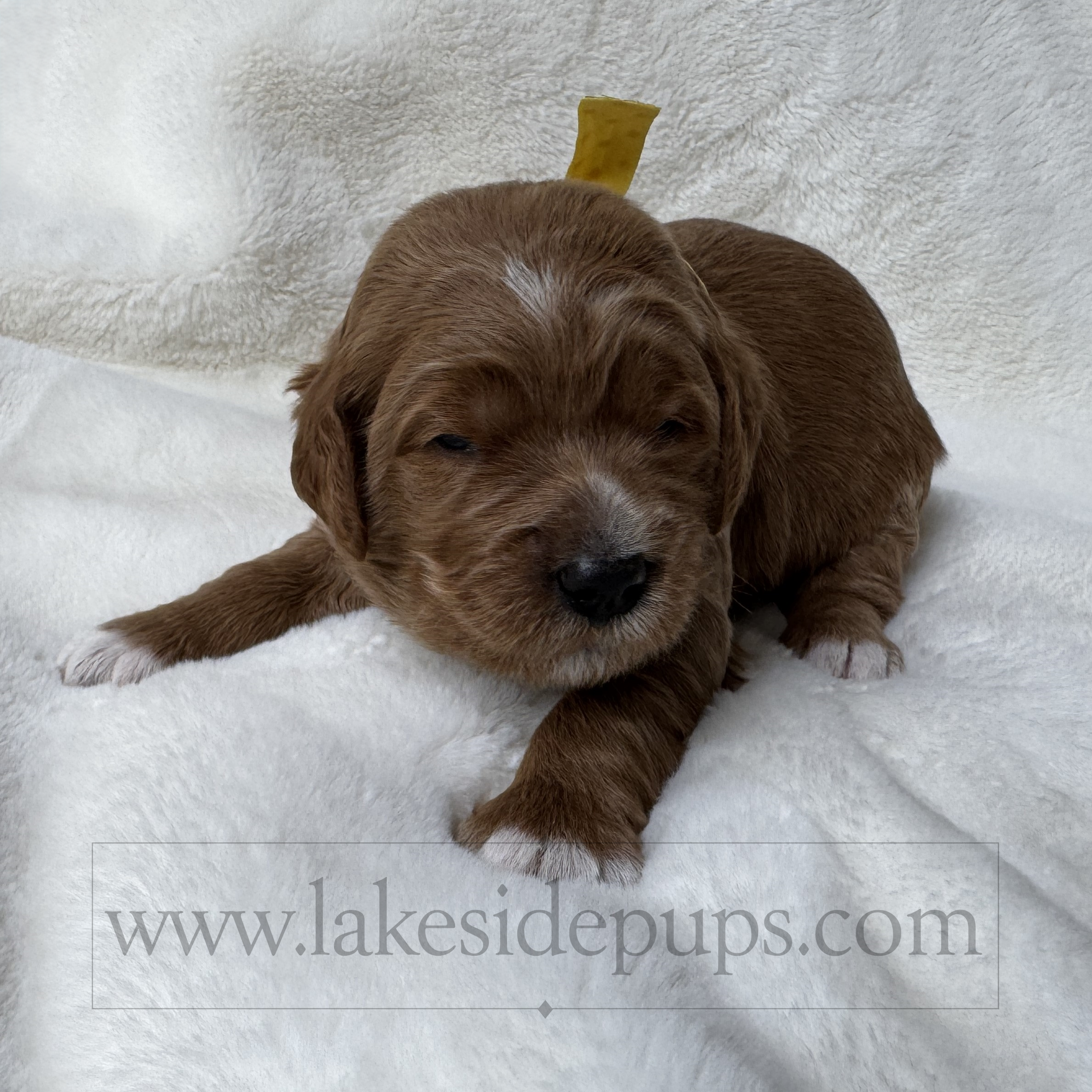 two weeks old