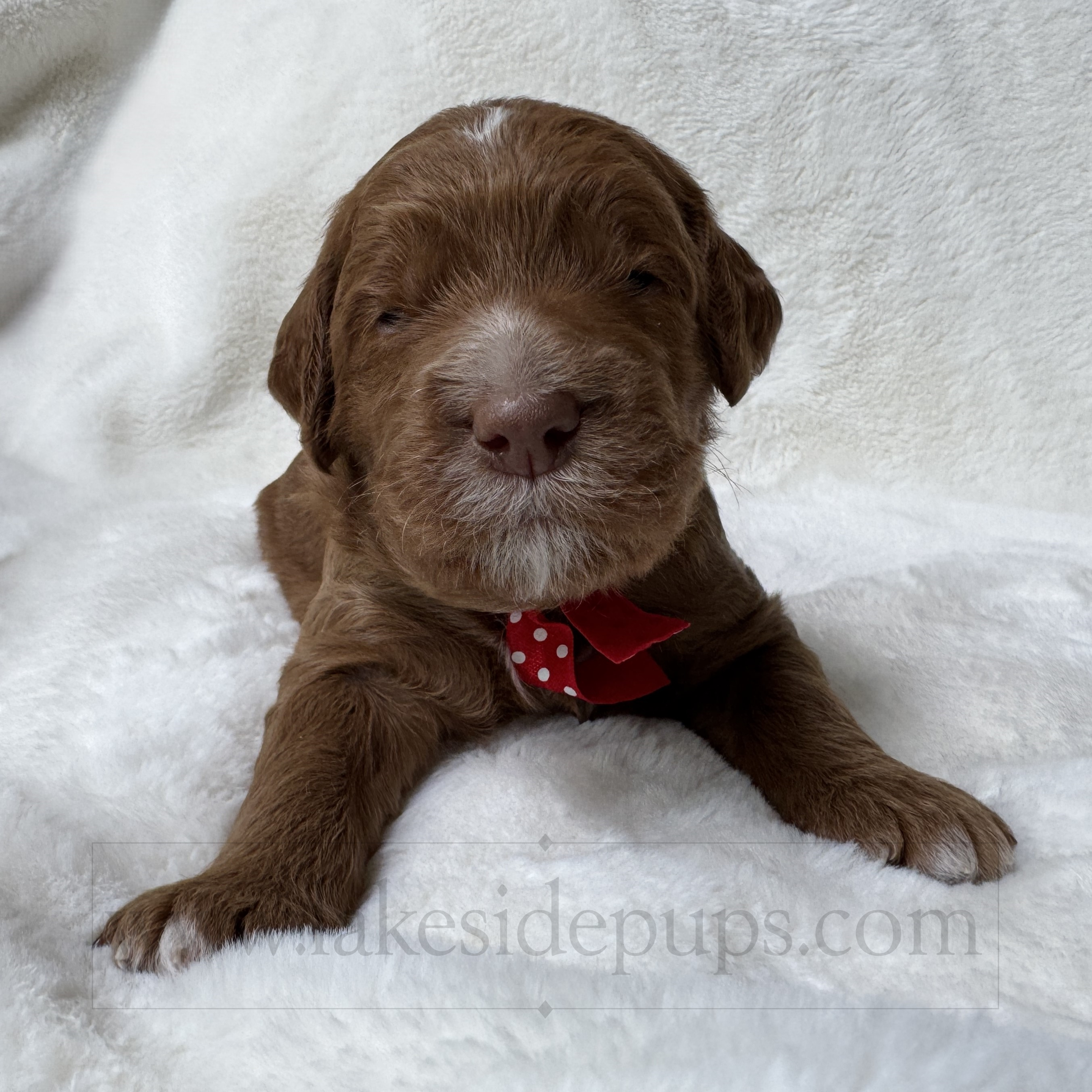 two weeks old