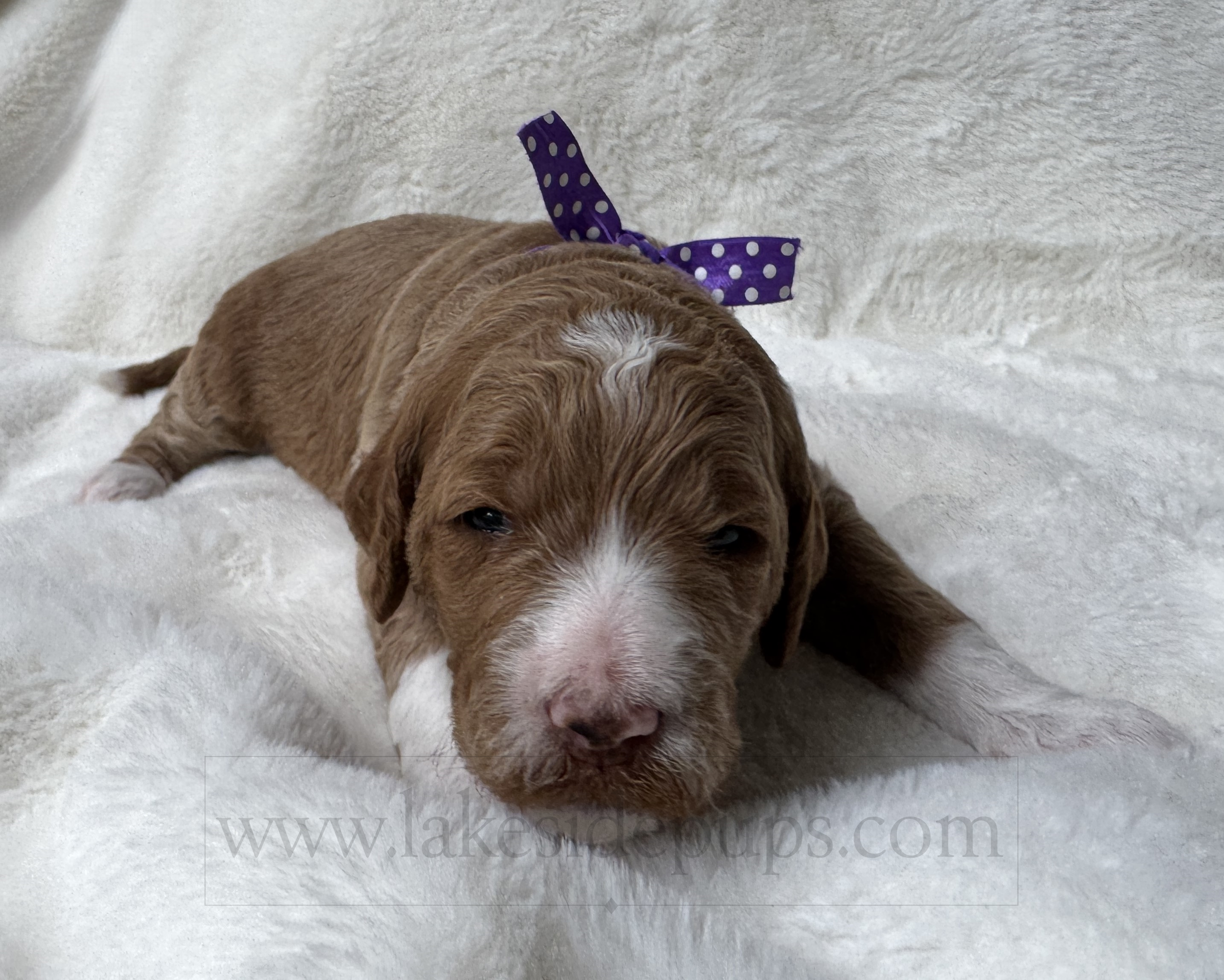 two weeks old