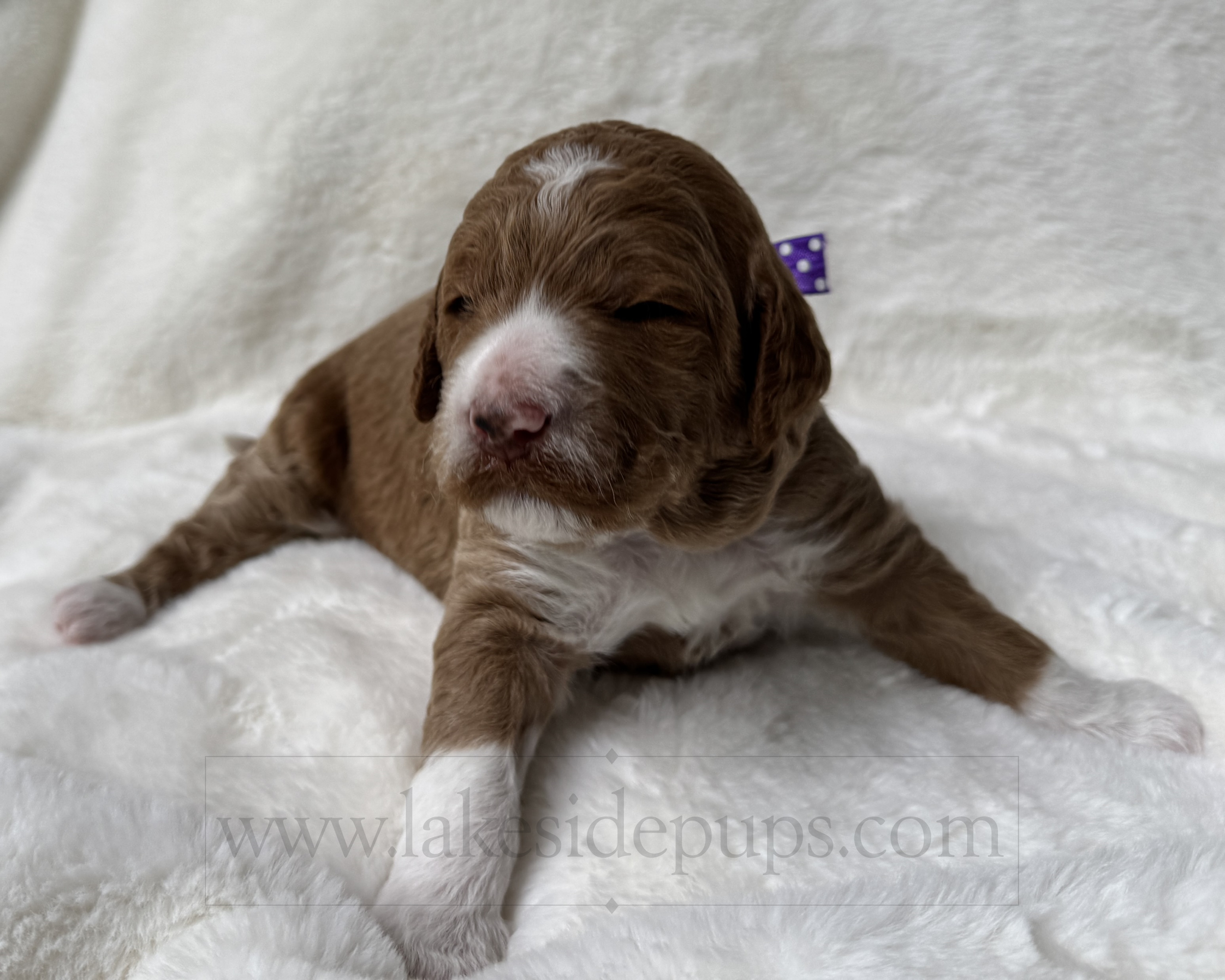 two weeks old
